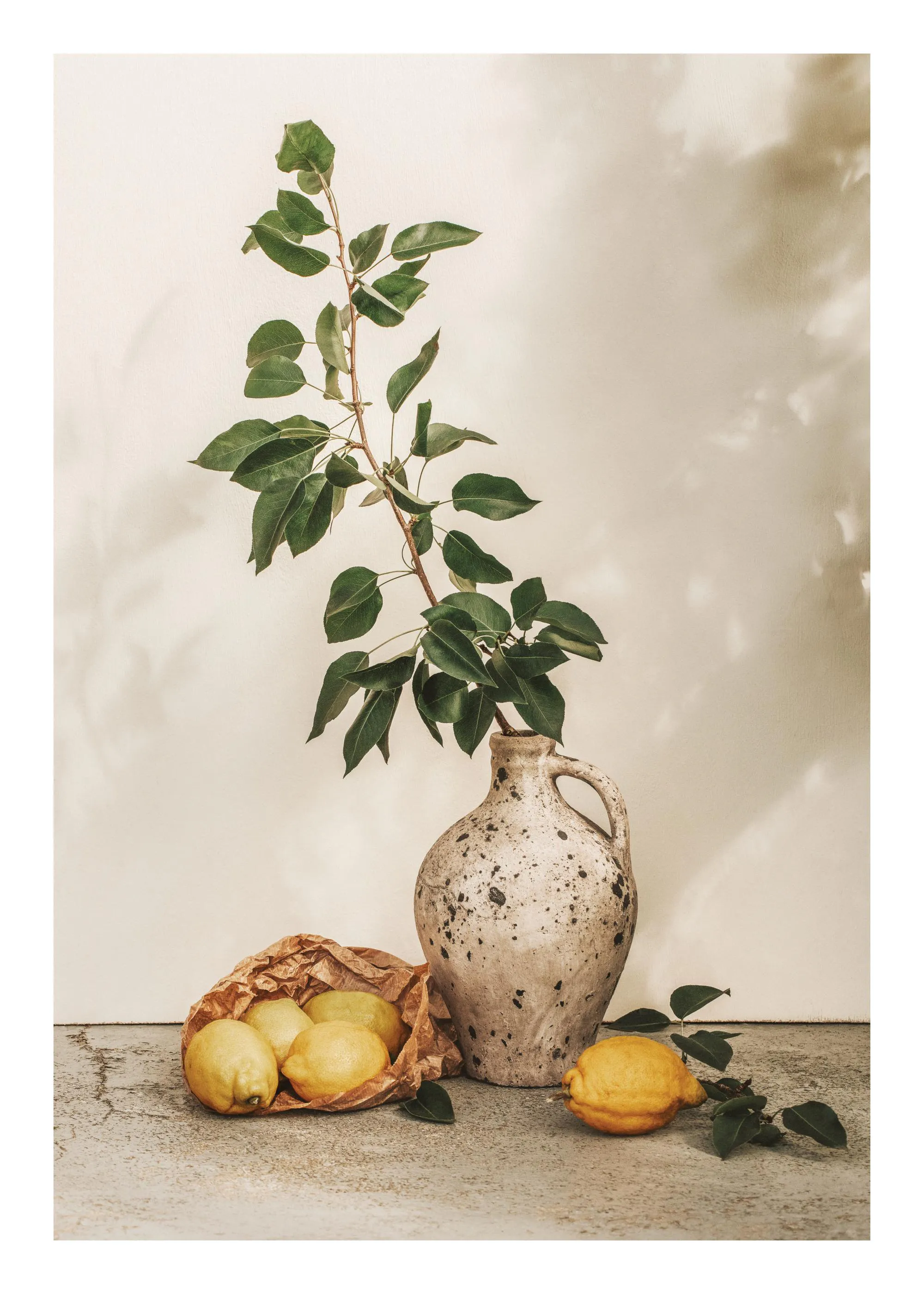 Rustic Olive Rustic Olive Branch Print - Mediterranean Poster | Desenio CA
