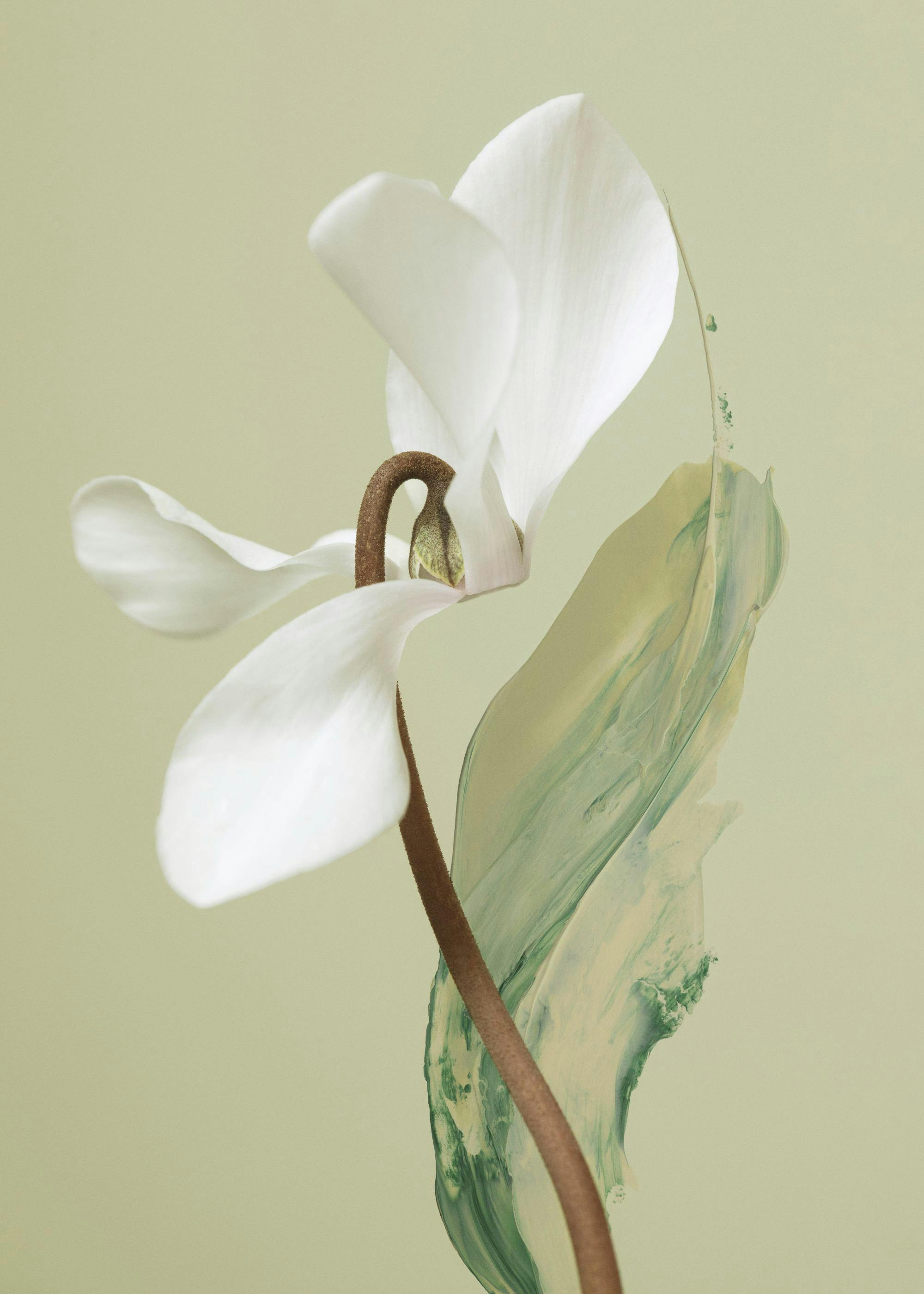A print of a white cyclamen flower with a brown stem, with abstract green and cream paint strokes on a light green background.