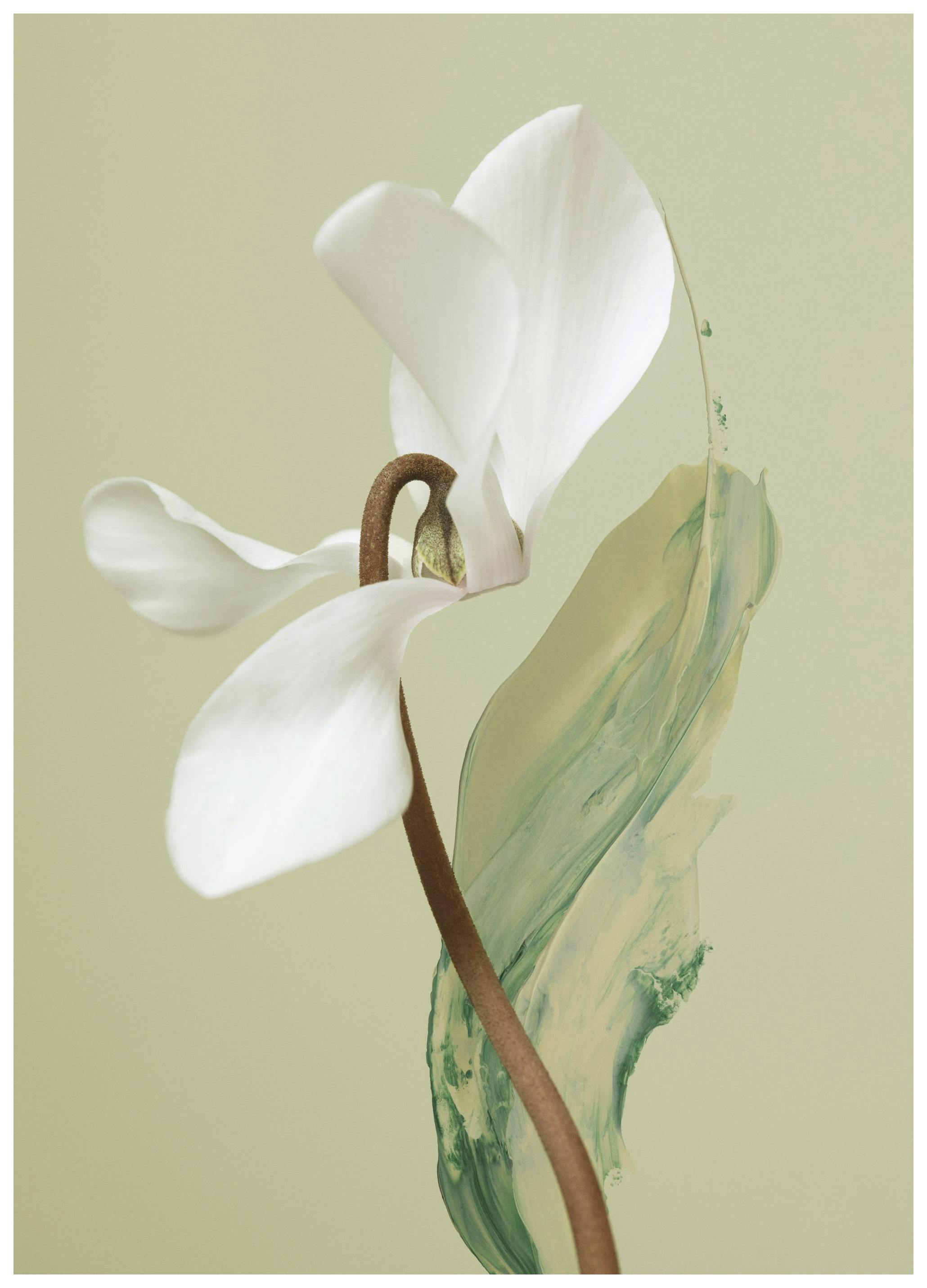 Flower Brush Poster (50x70 cm) - Bloemen