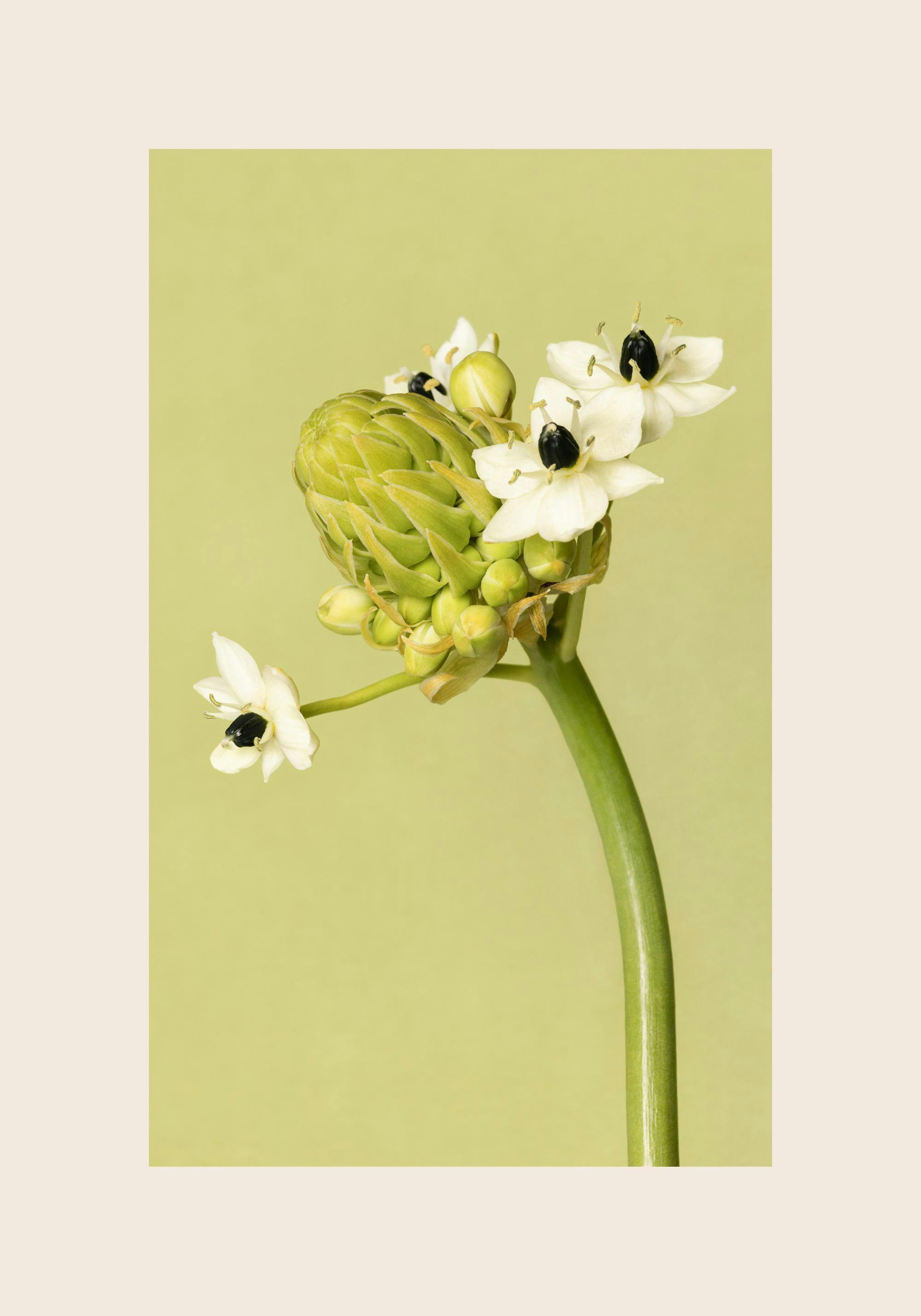 Een poster met een dichte groene bloemknop en daarbovenop enkele witte bloemen met zwarte zaadjes en gele stampers.