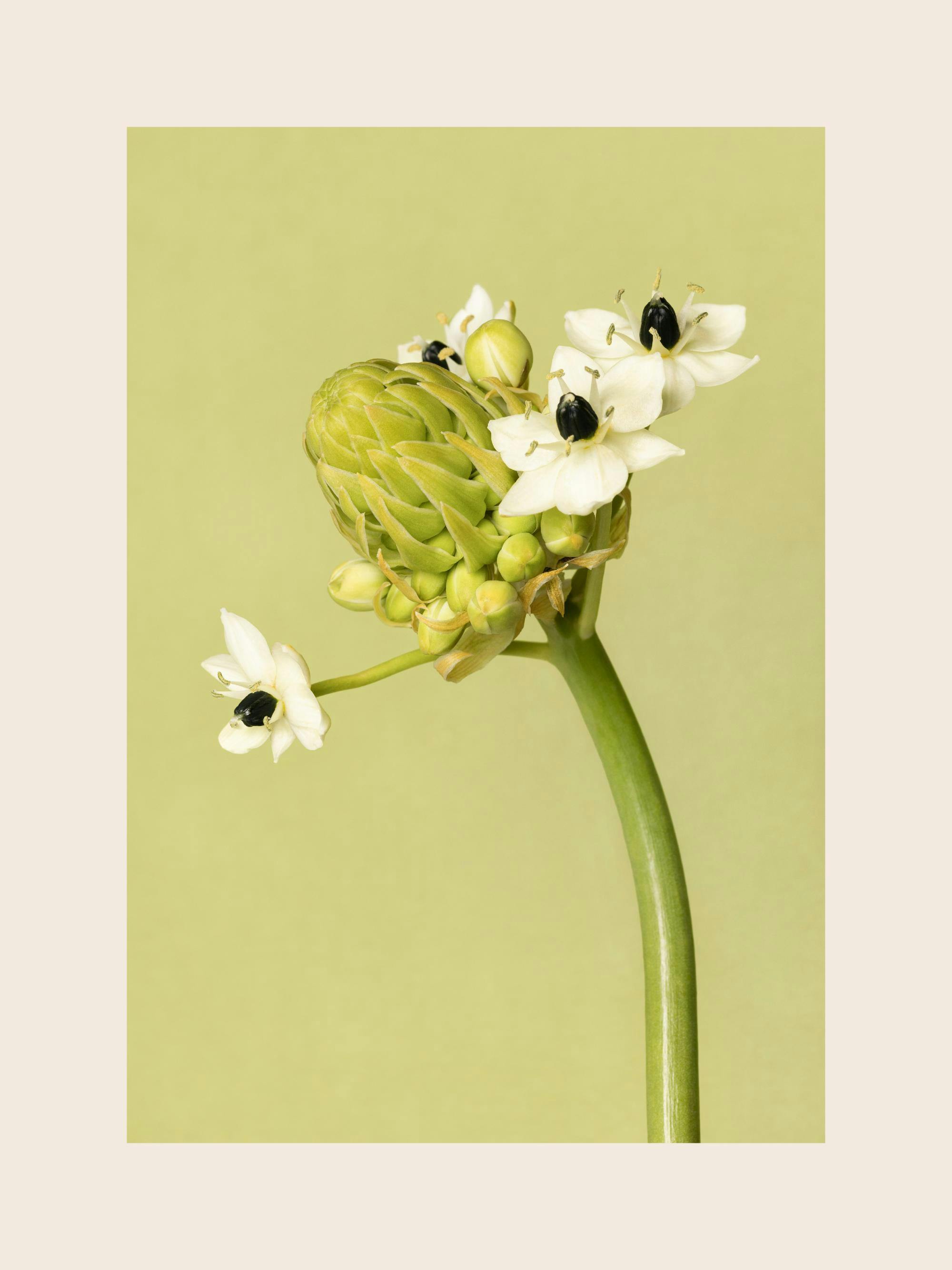 En poster som visar en vitblommande ornitogalum med svart centrum och en stor grön blomknopp mot ljusgrön bakgrund.