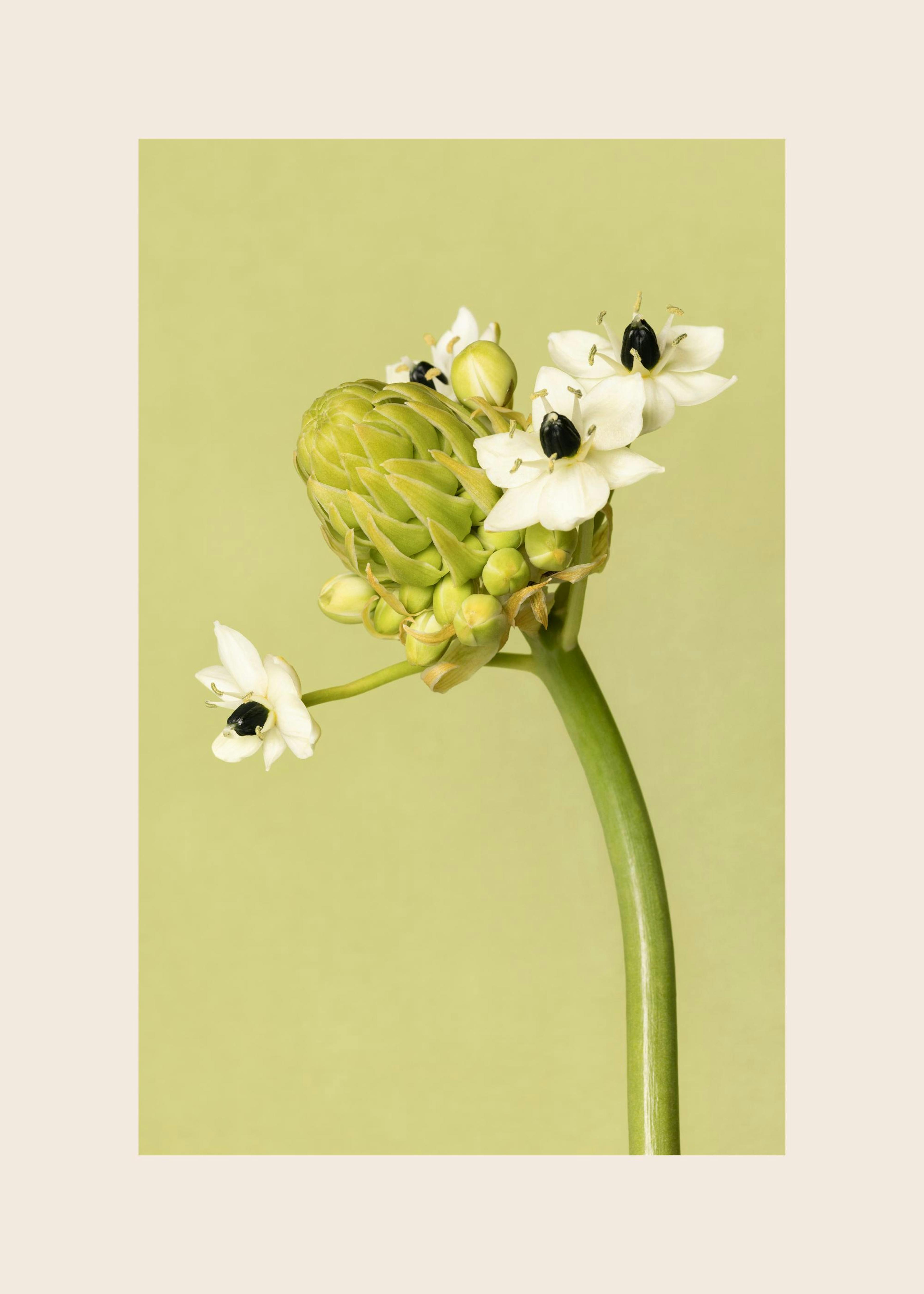 The Garden Star of Bethlehem Print 0