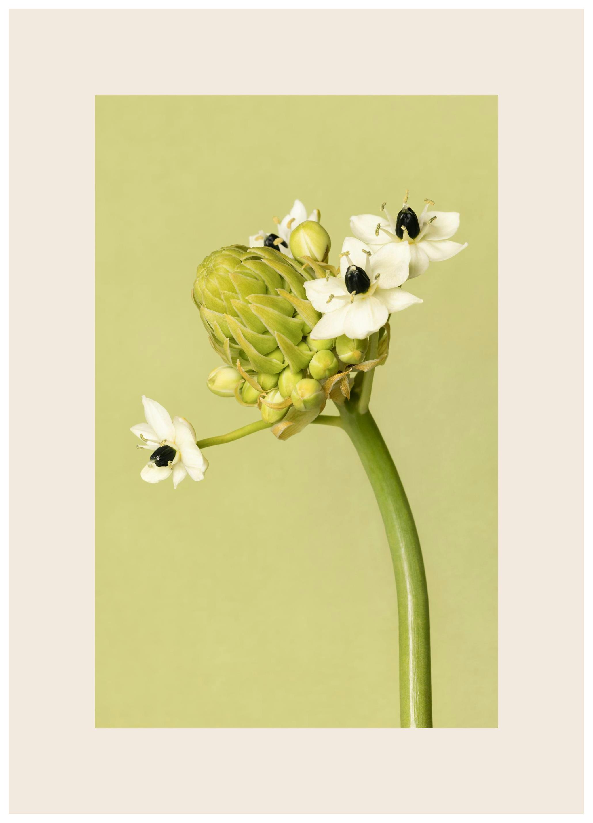 The Garden Star of Bethlehem Plakat (21x30 cm) - Plakater > Botaniske plakater > Blomsterplakater