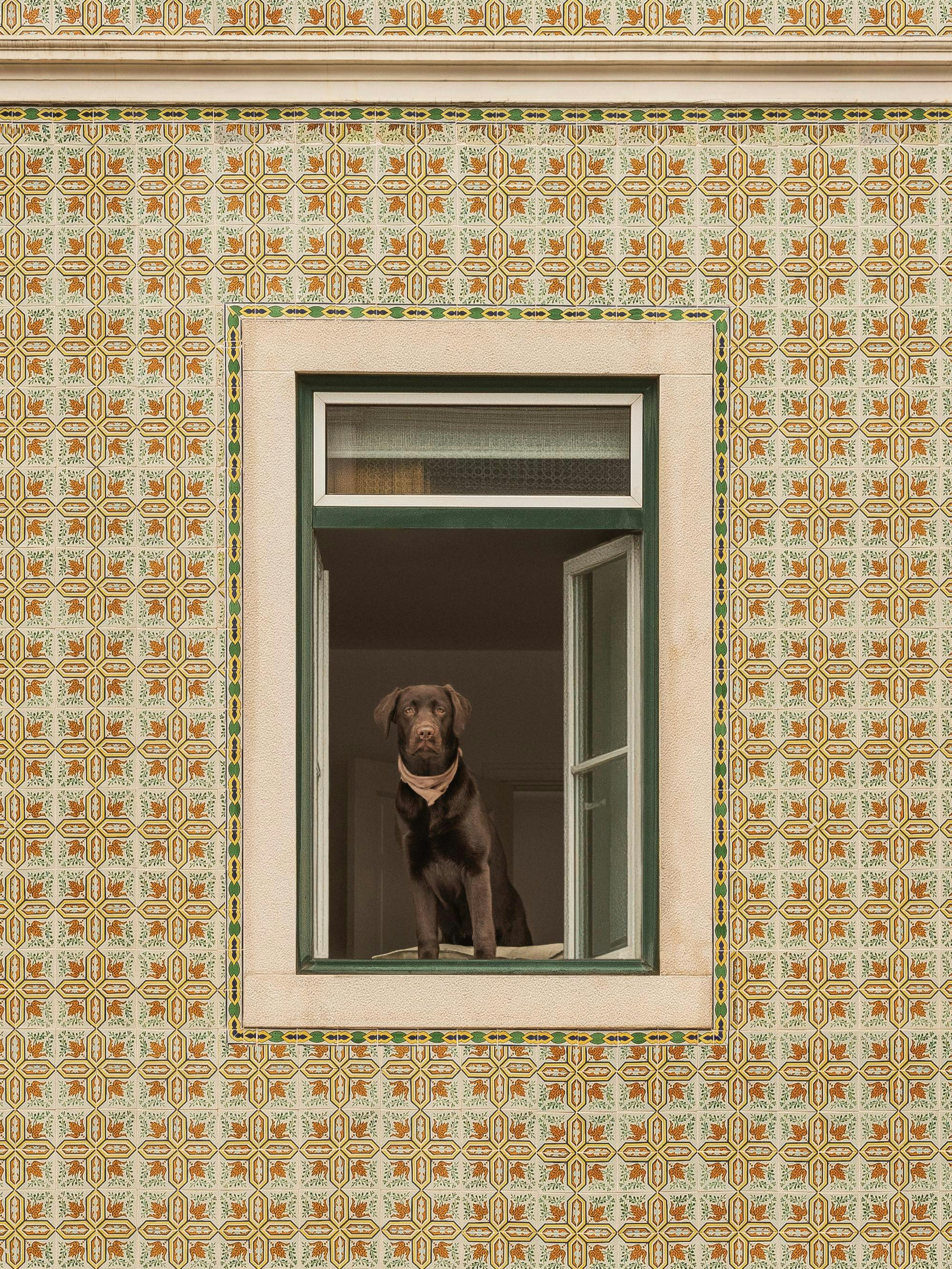 En poster av en brun labradorhund som tittar ut genom ett fönster omgivet av mönstrade kakelplattor i gult, grönt och orange.