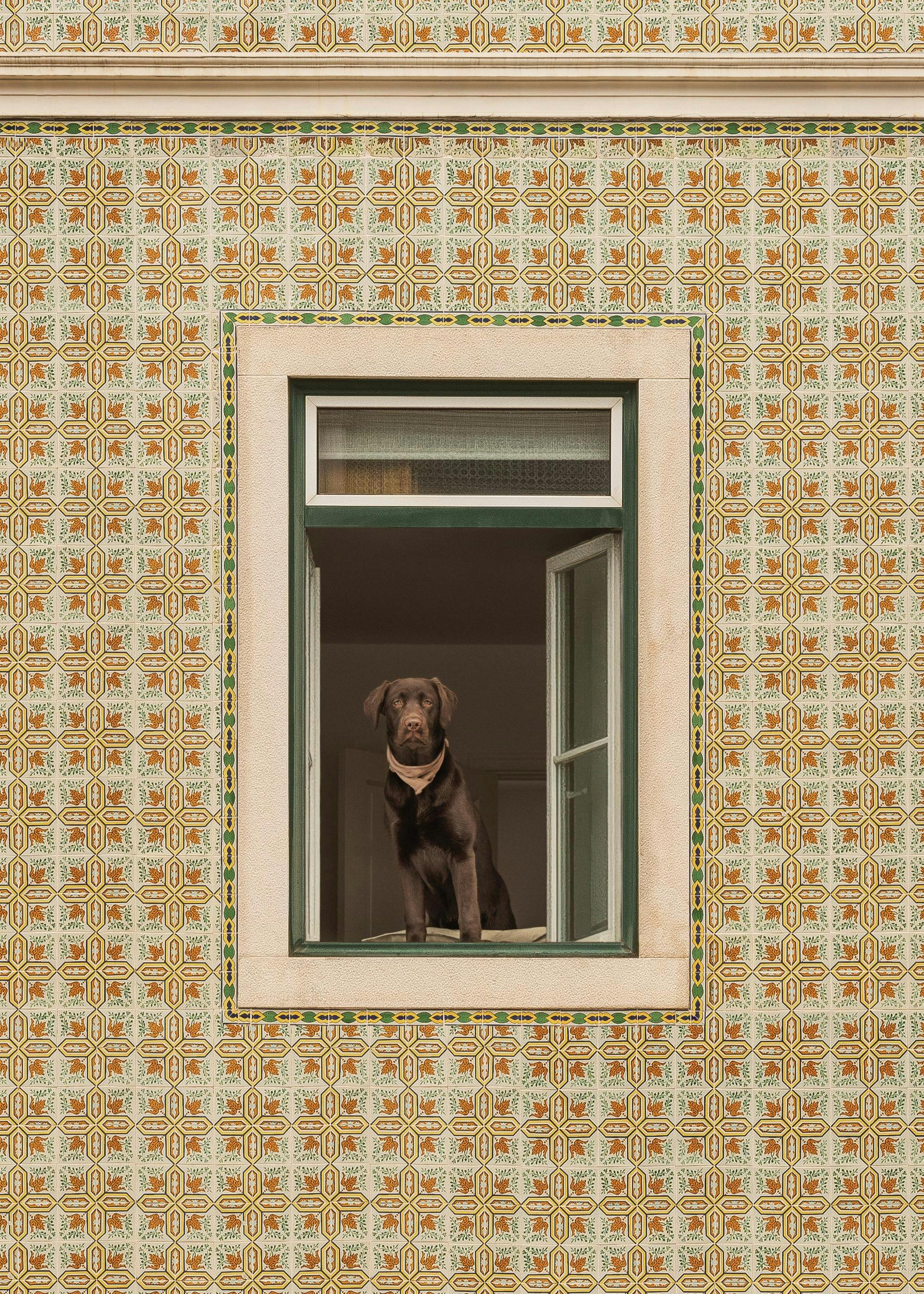 Poster de um labrador retriever castanho a olhar pela janela de um edifício com azulejos portugueses.