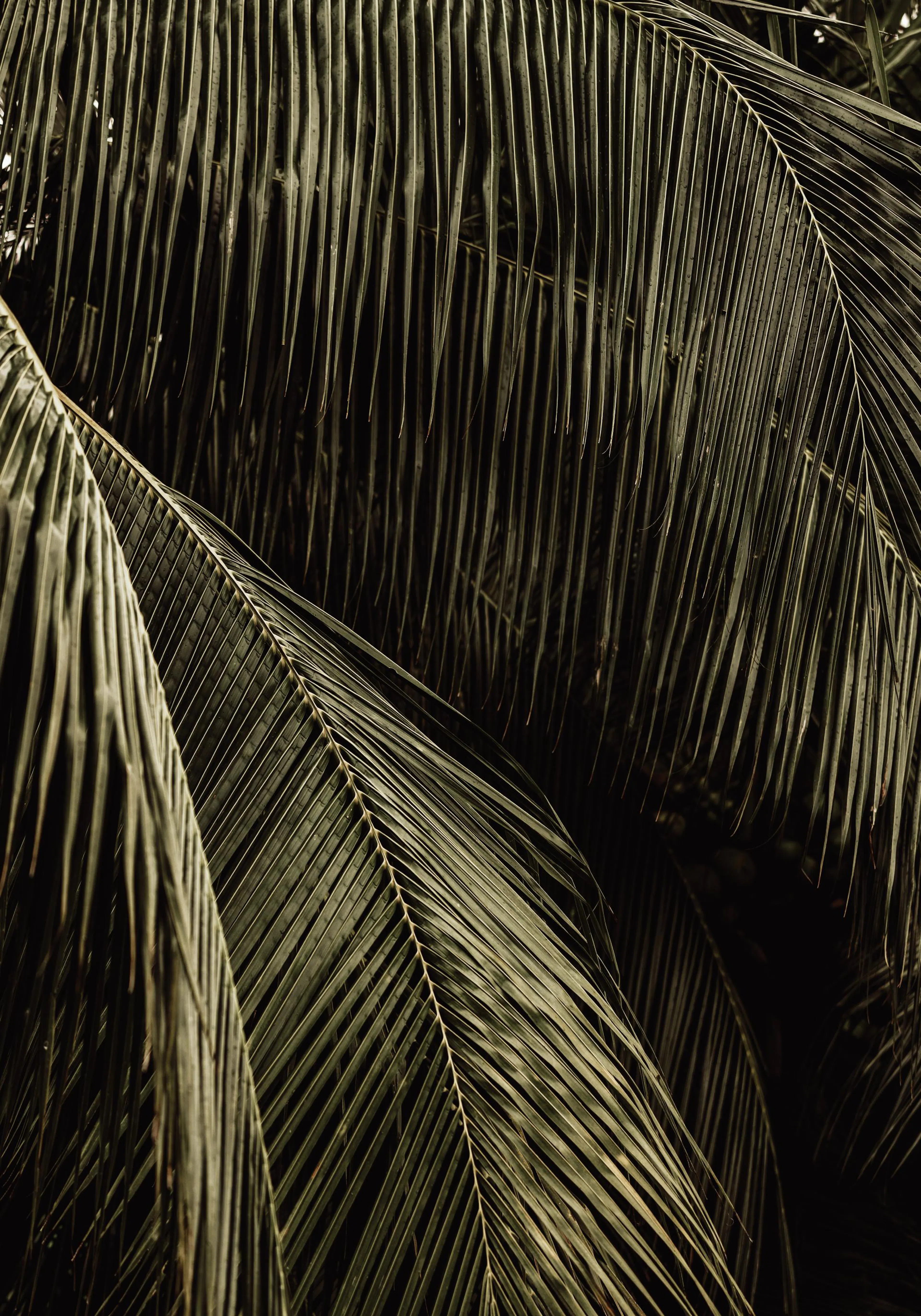 A moody close-up print of dark green palm fronds with subtle highlights and shadows
