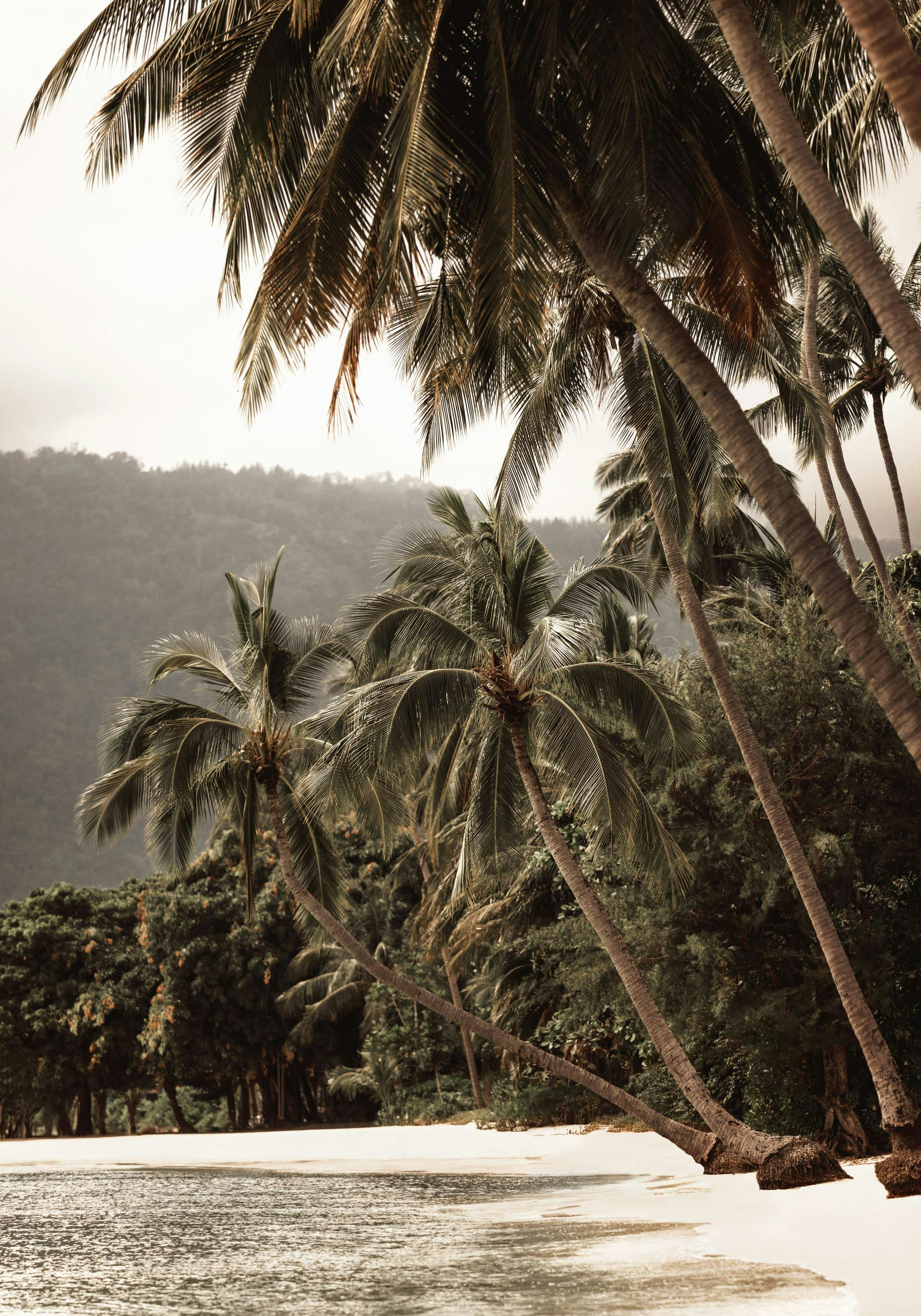 A tropical print of a white sandy beach with palm trees leaning over the water and lush green hills in the background.