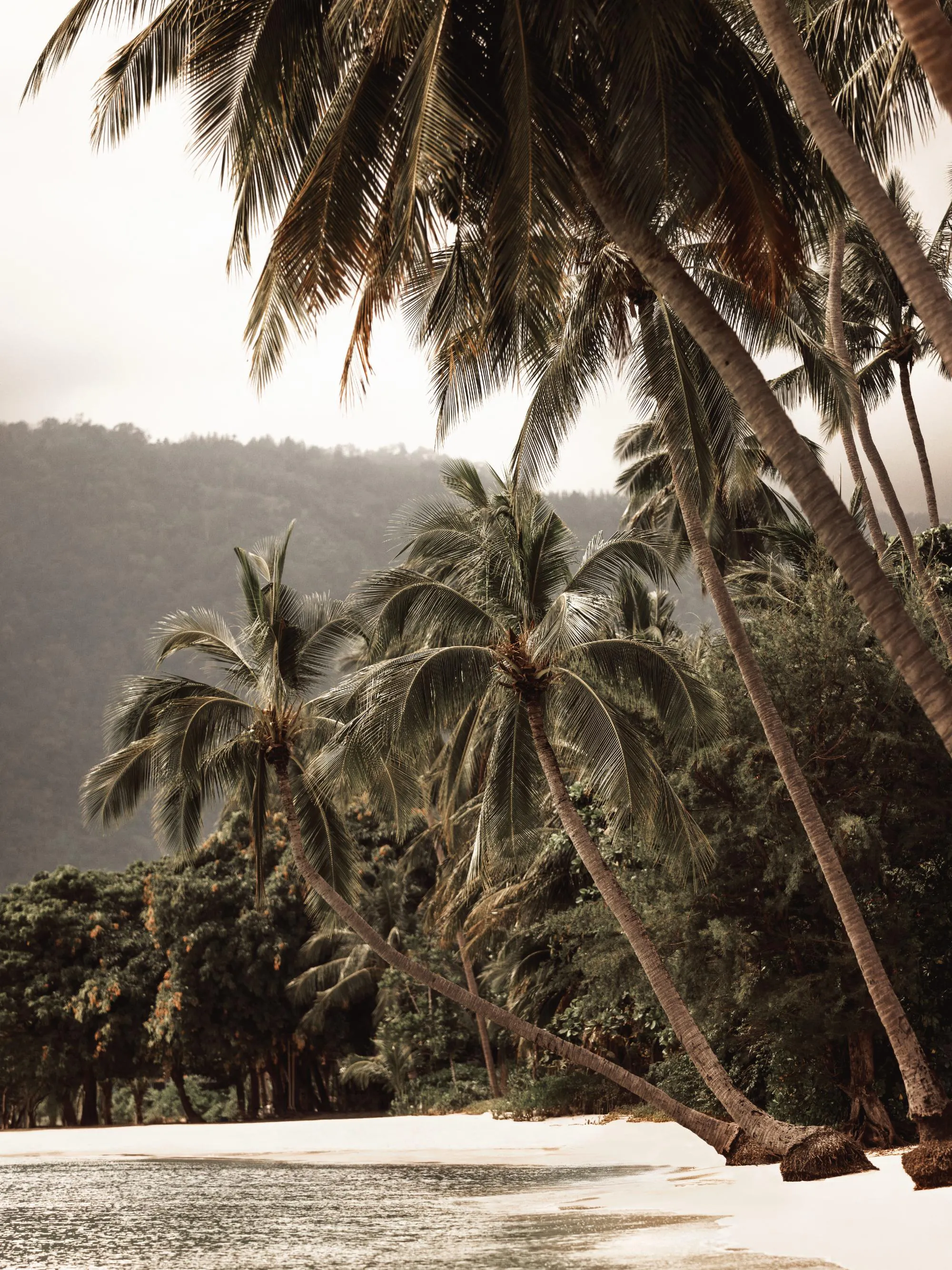 Tropical Embrace Poster
