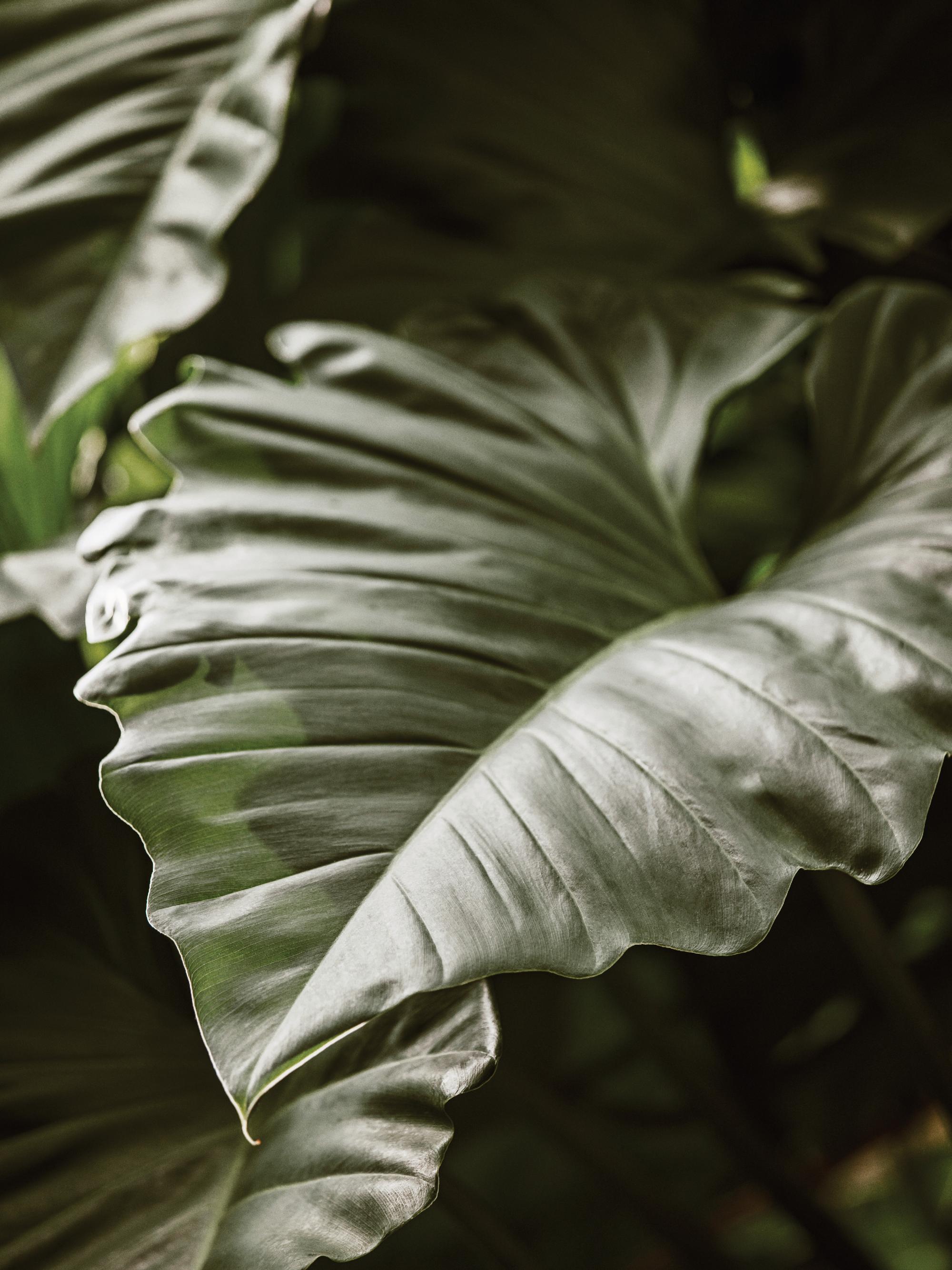 green leaves 685da4bc8b7ca77dcb8af068_16496