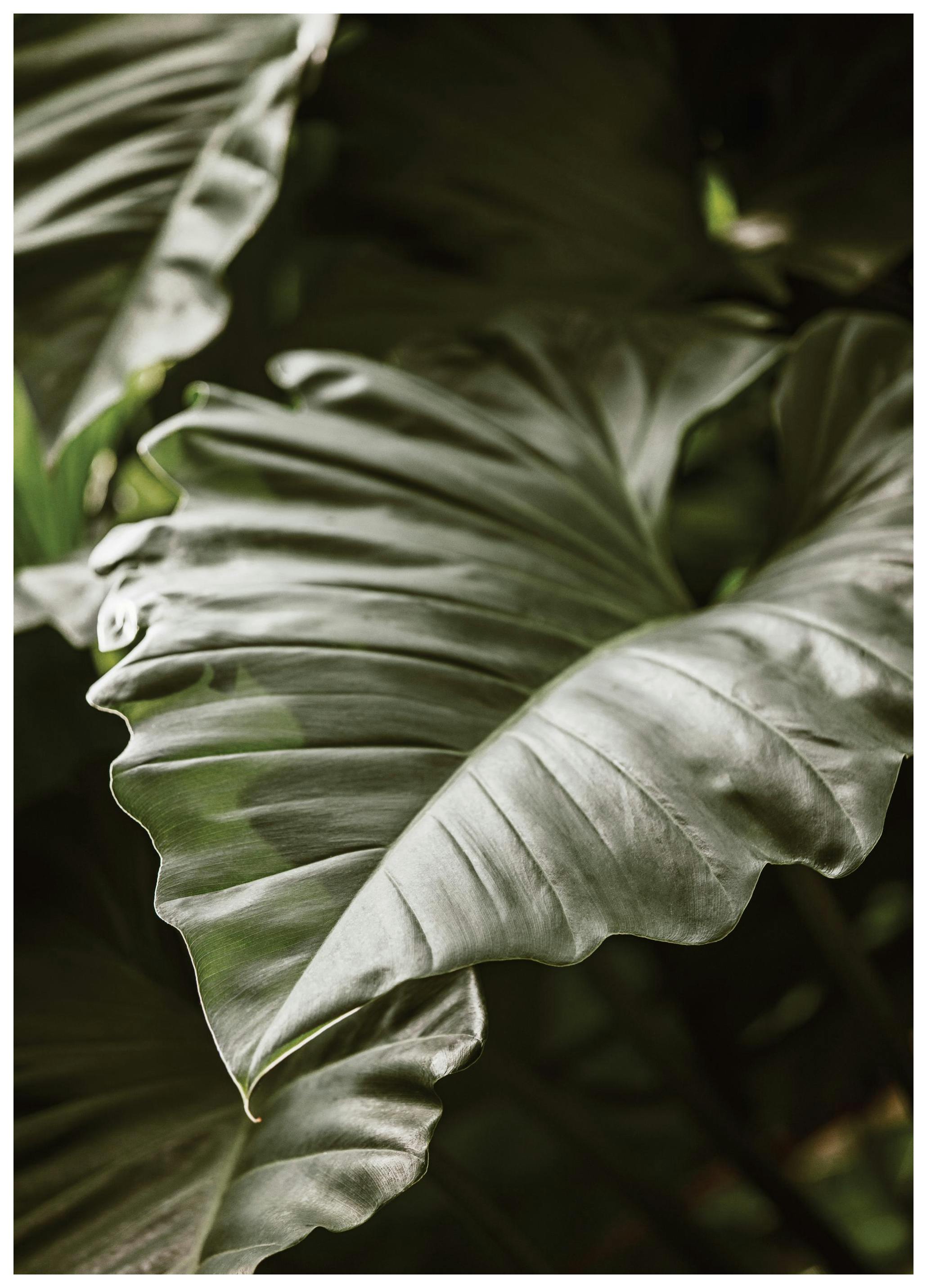 Green Serenity Poster (21x30 cm) -  Poster mit Pflanzenmotiven