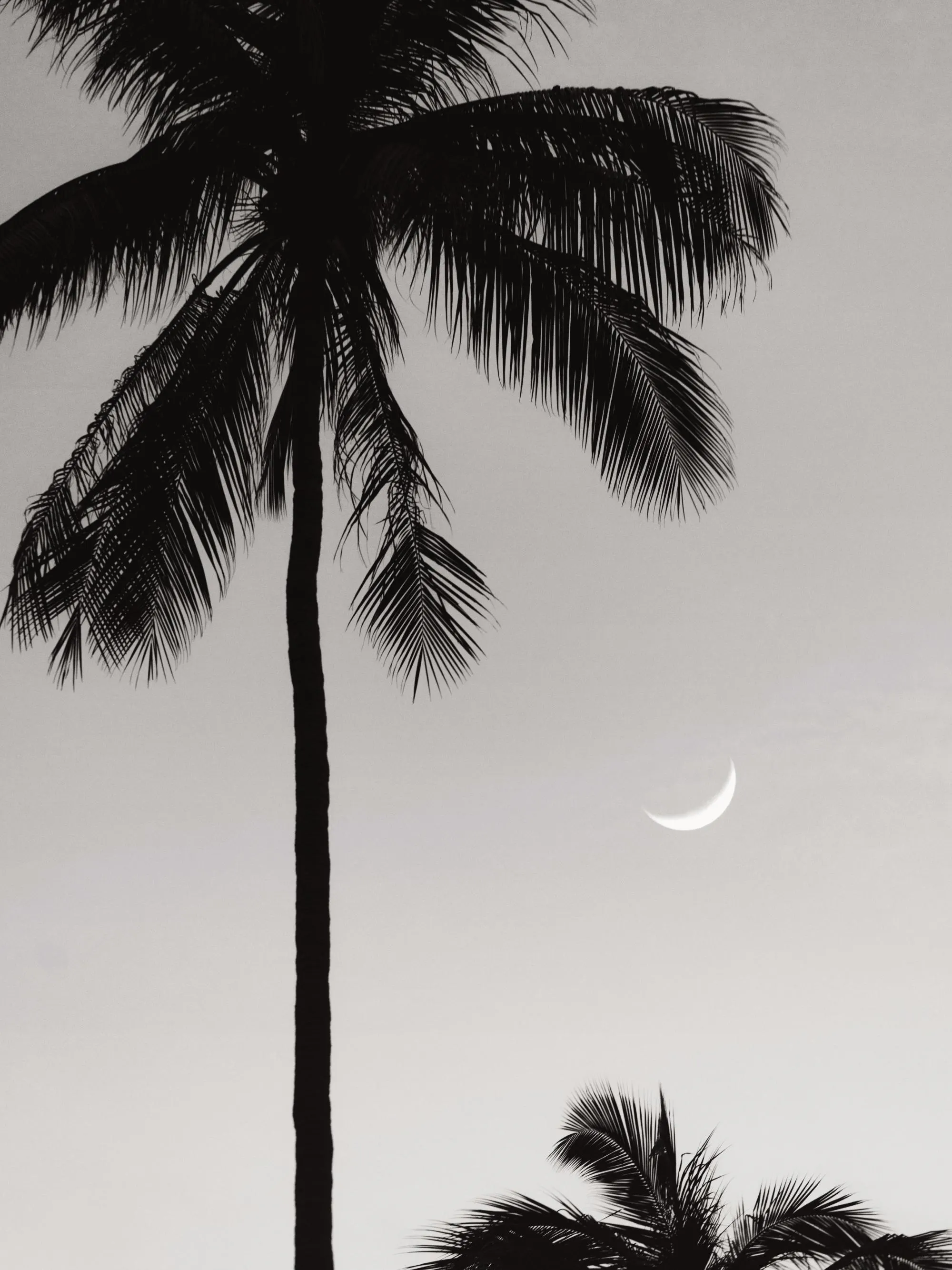 Moonlit Palms Poster – Tropische Nacht Poster