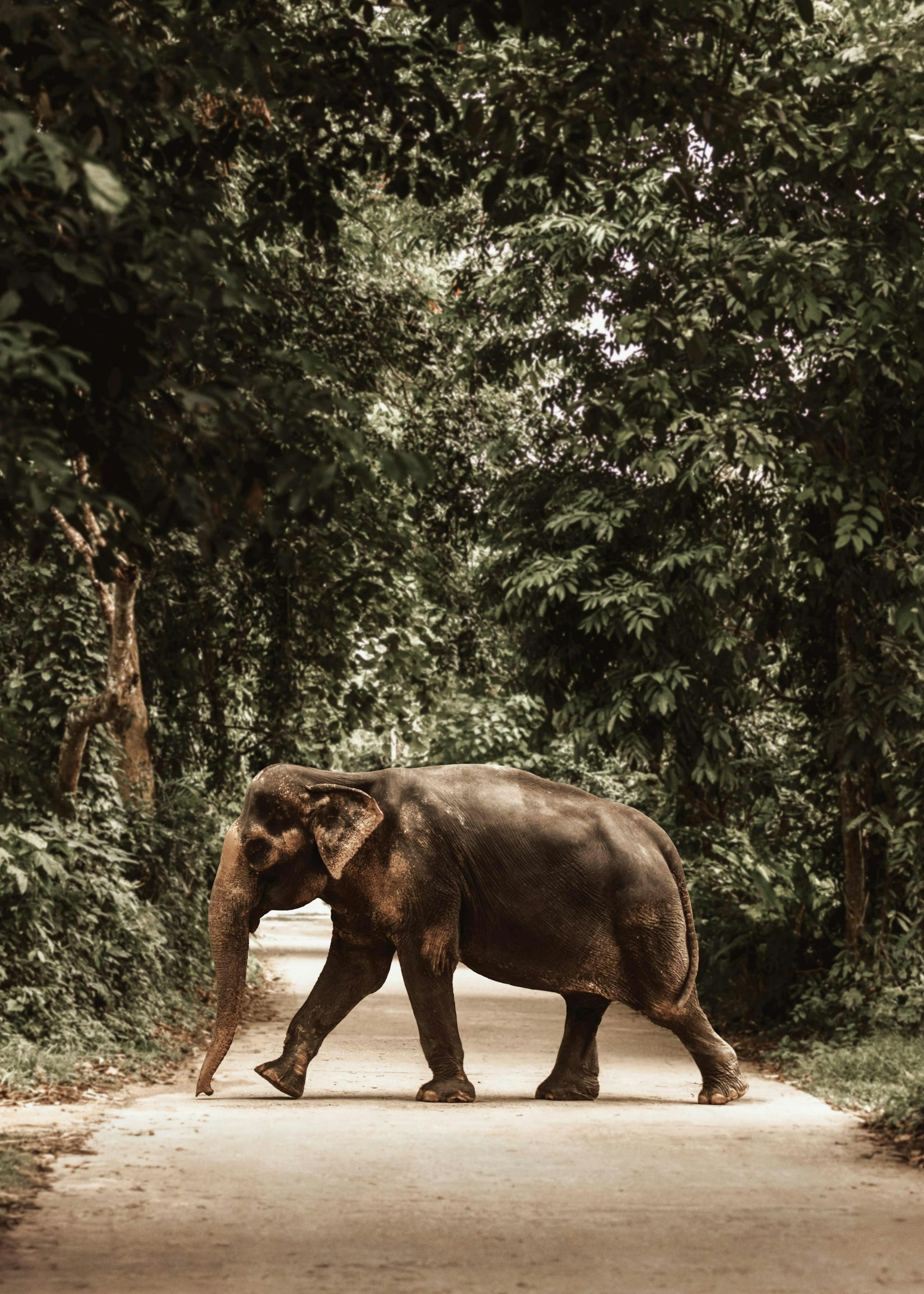 Path of Giants Plakat 0