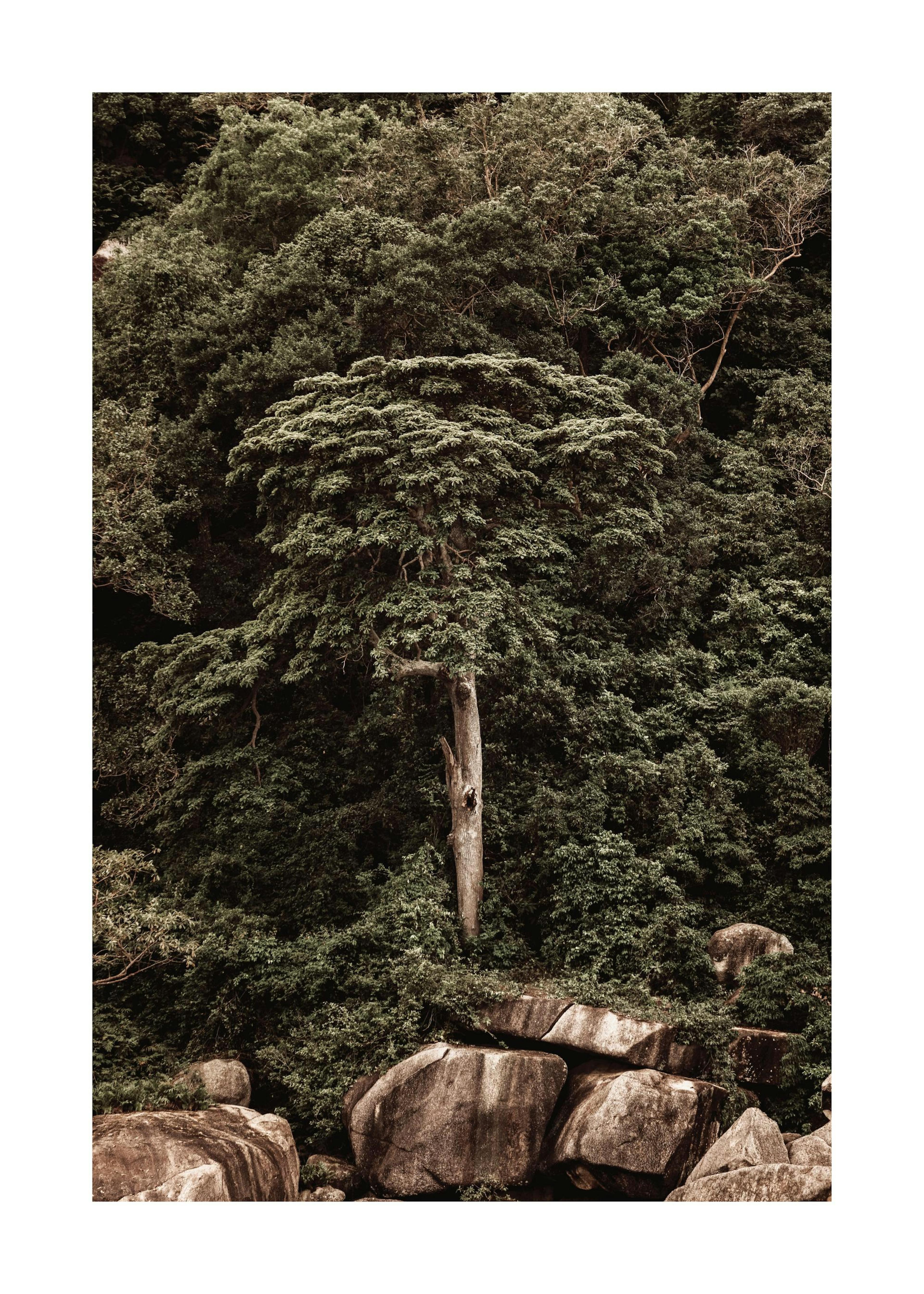 Roots of the Earth Print 0