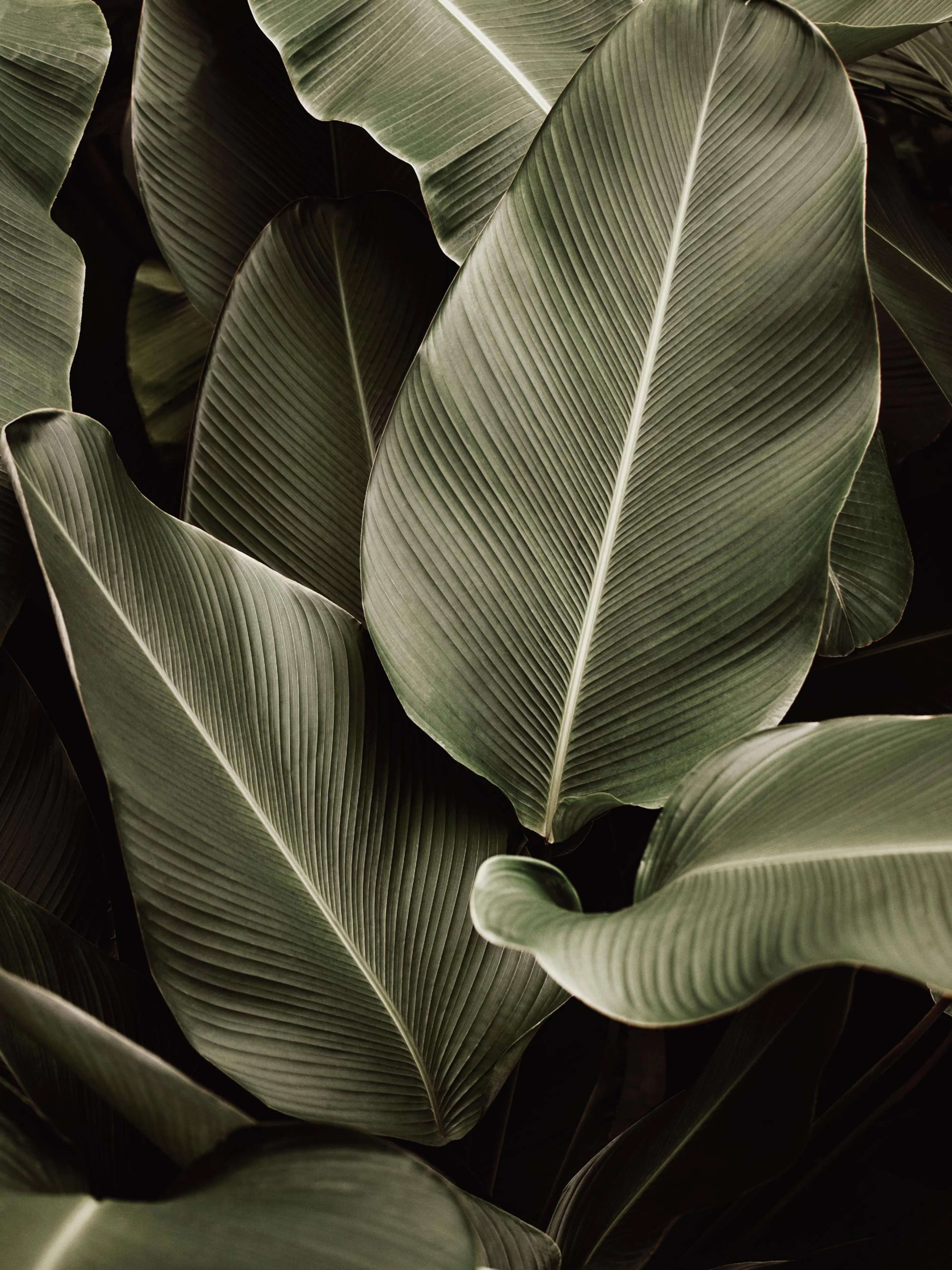 Poster mit dunkelgrünen Blättern einer tropischen Pflanze, die sich überlappen.