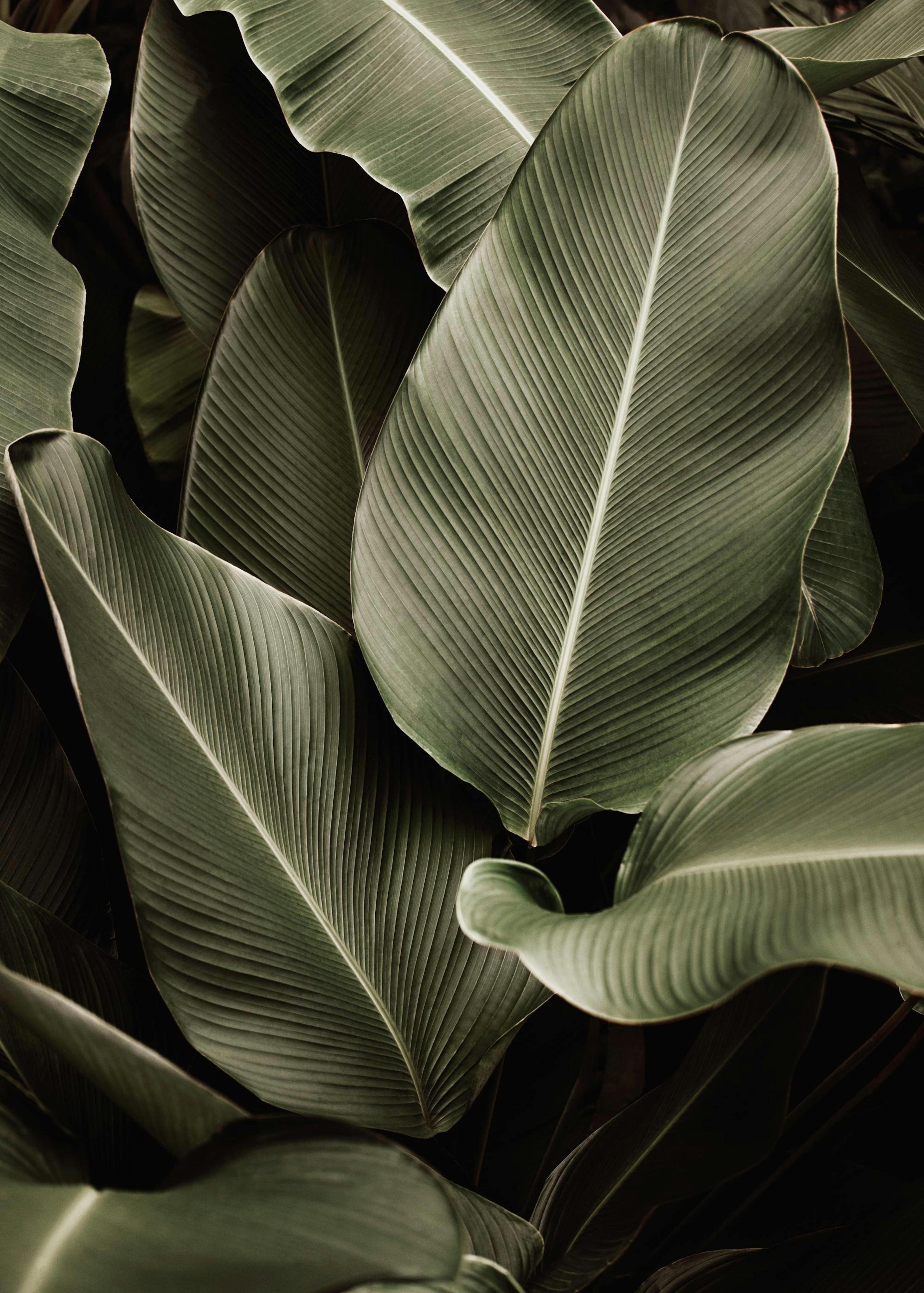 Green Symphony Plakat 0