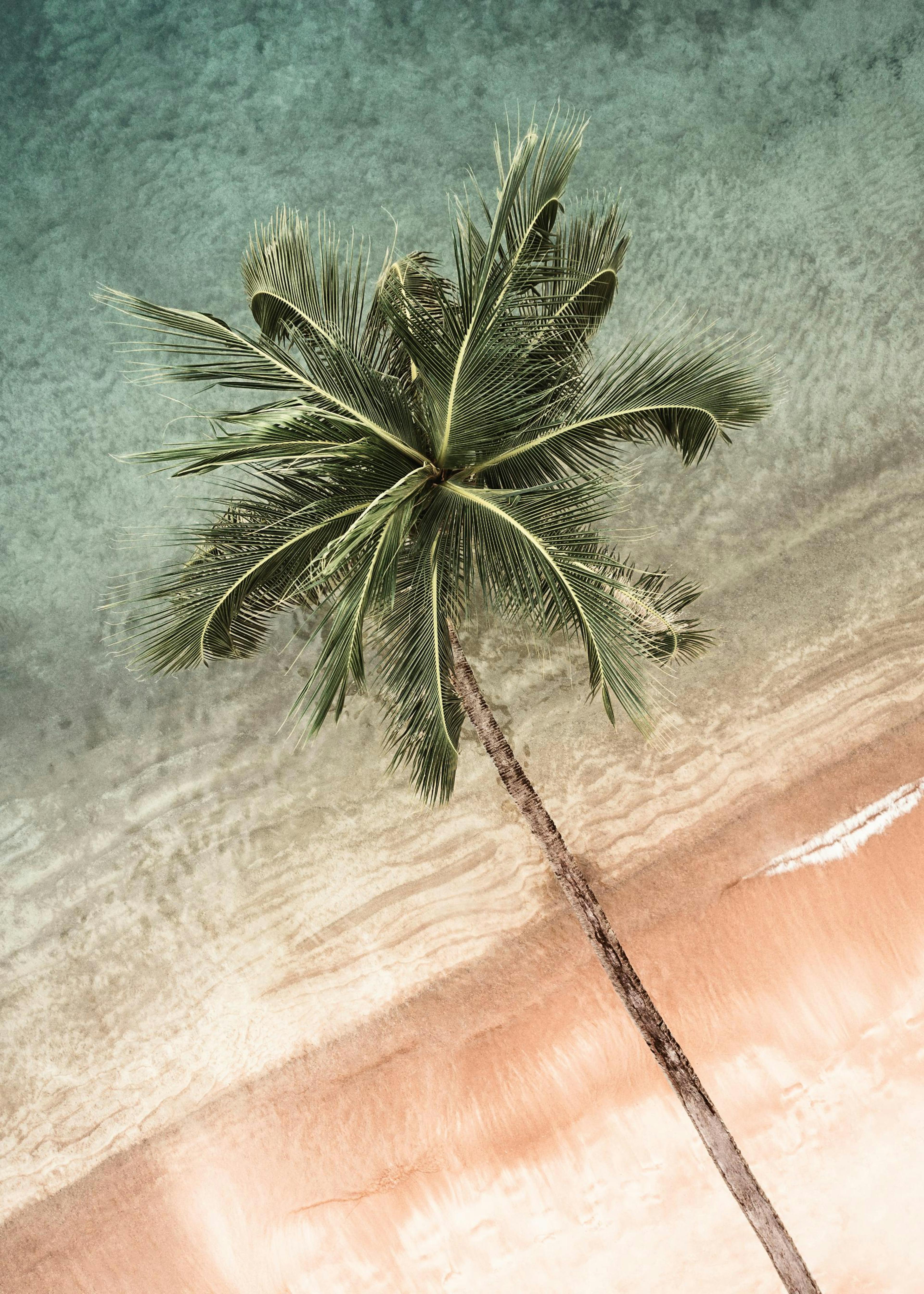 Coastal Crown Print 0