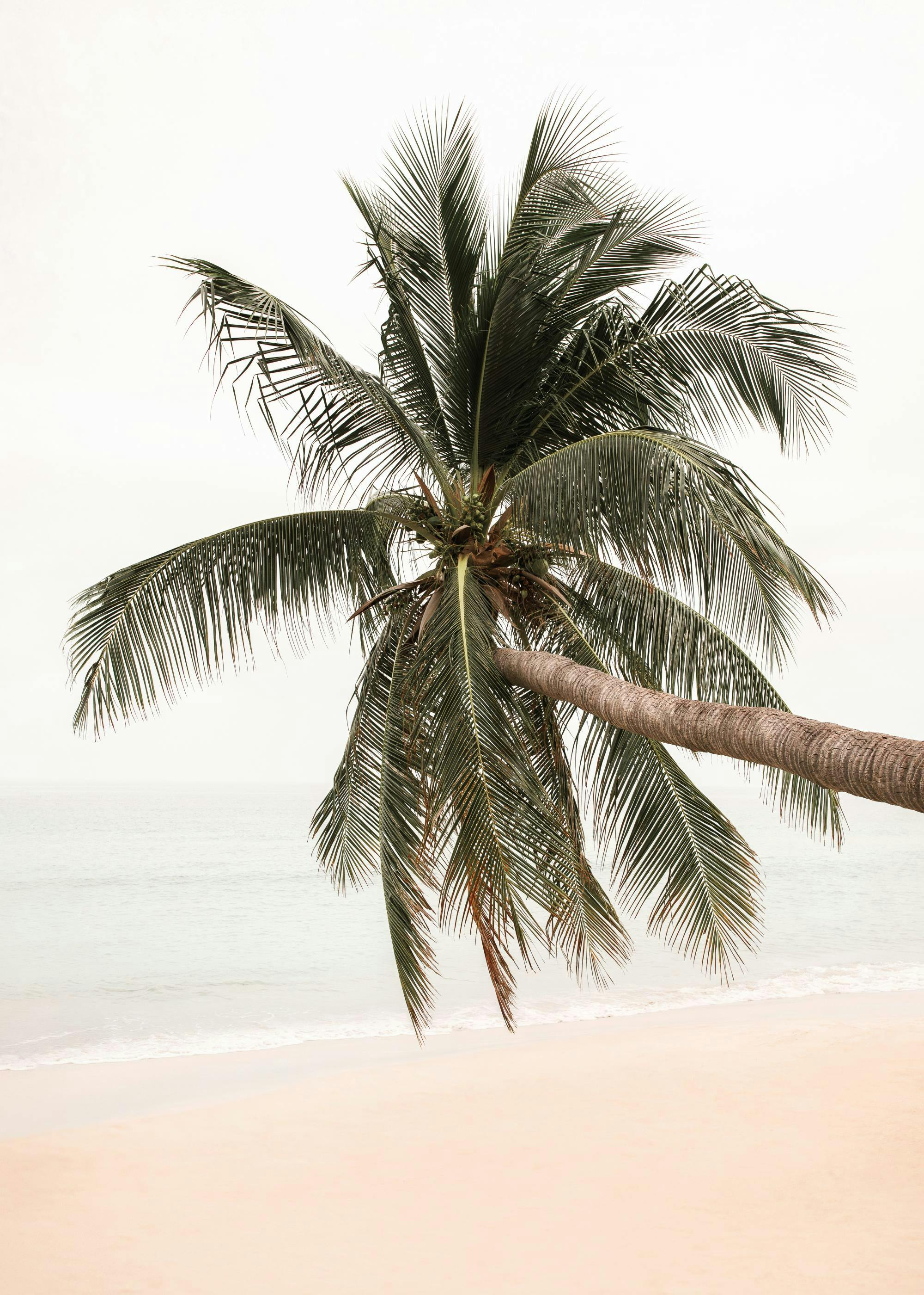 Affiche dun palmier incliné sur une plage de sable clair avec la mer en arrière-plan.