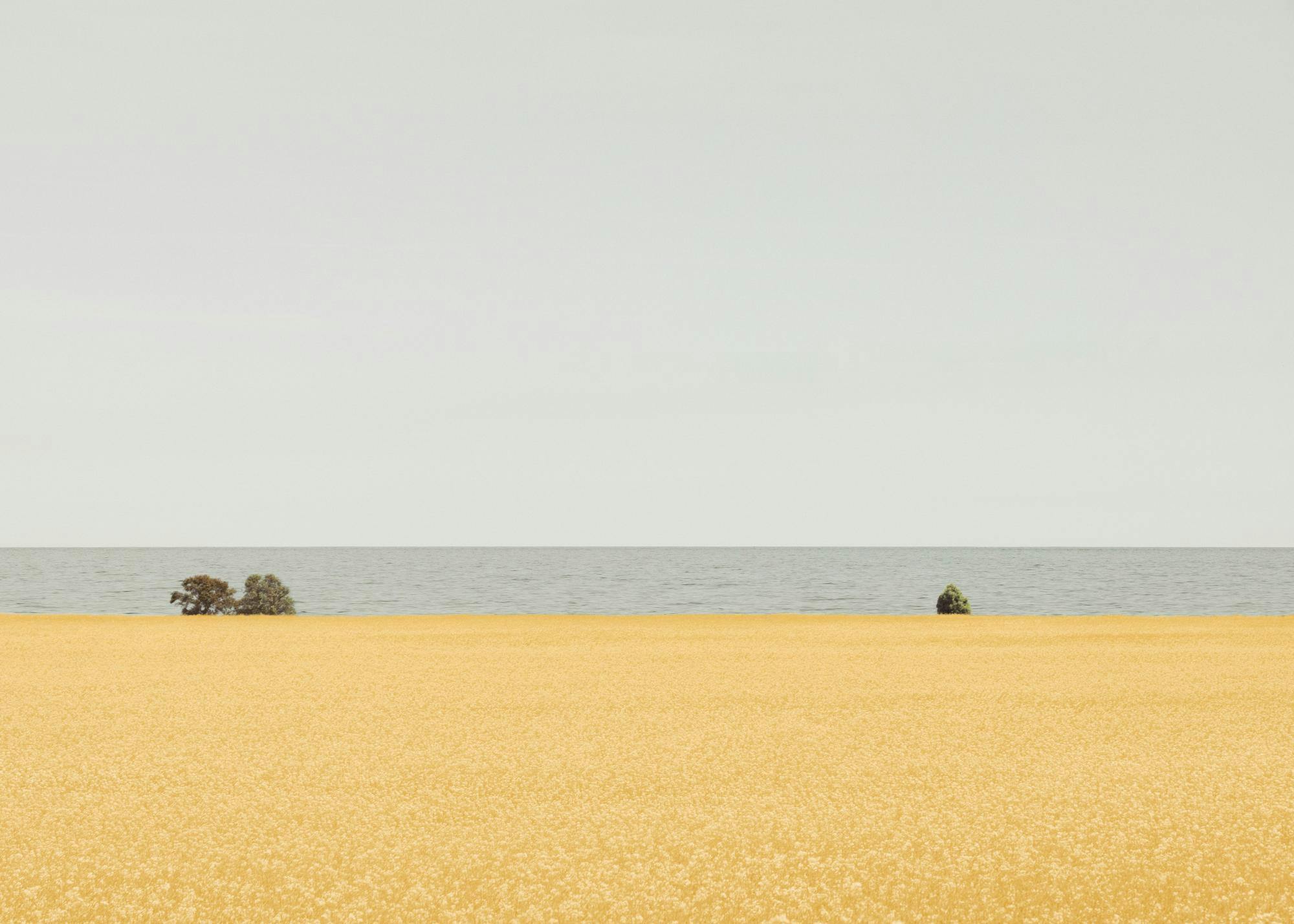 A print of a golden wheat field in the foreground, calm blue water in the middle, and a pale sky.