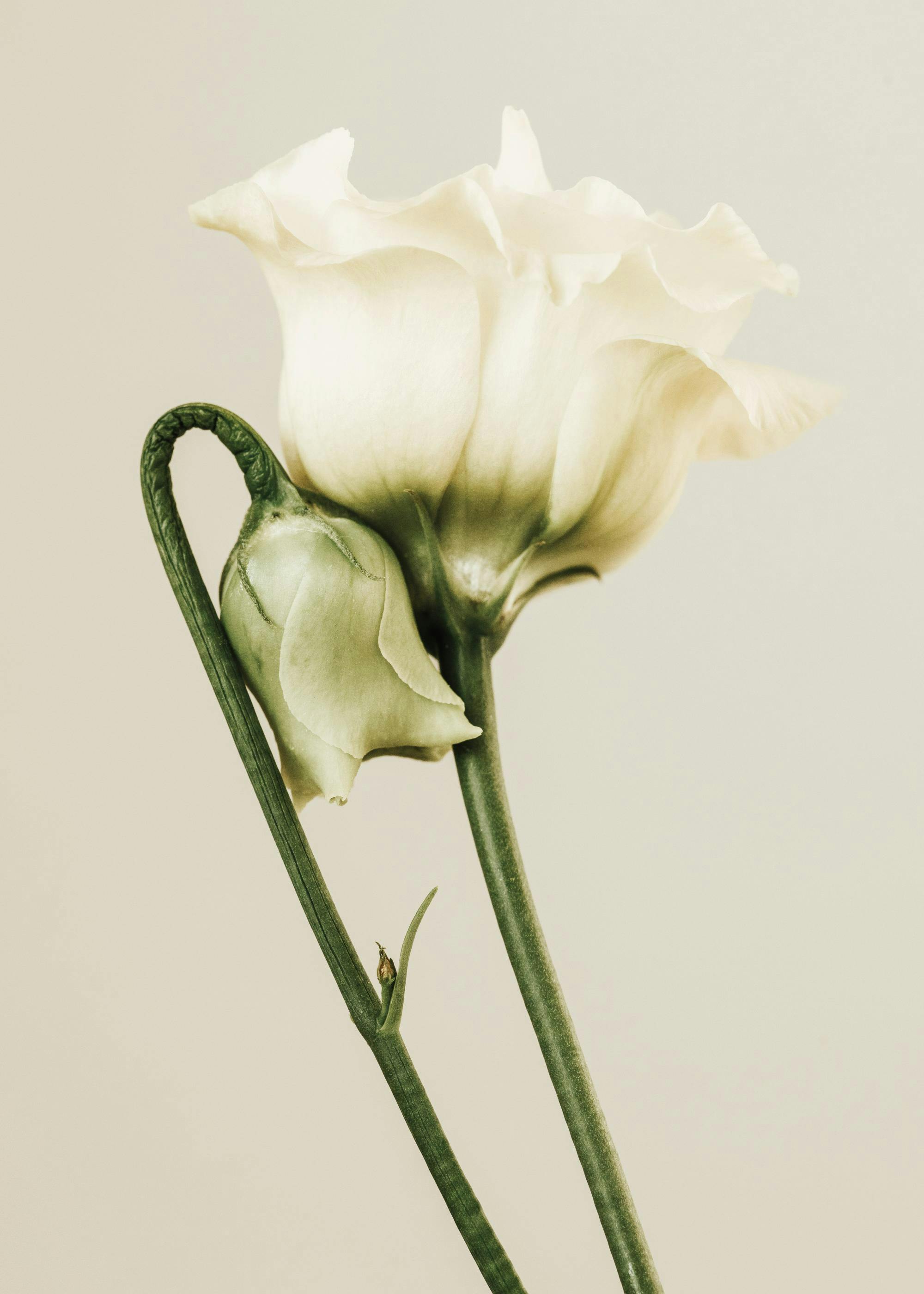 Plakat przedstawiający z bliska pąk i rozwinięty kremowy kwiat eustomy na jasnym tle.