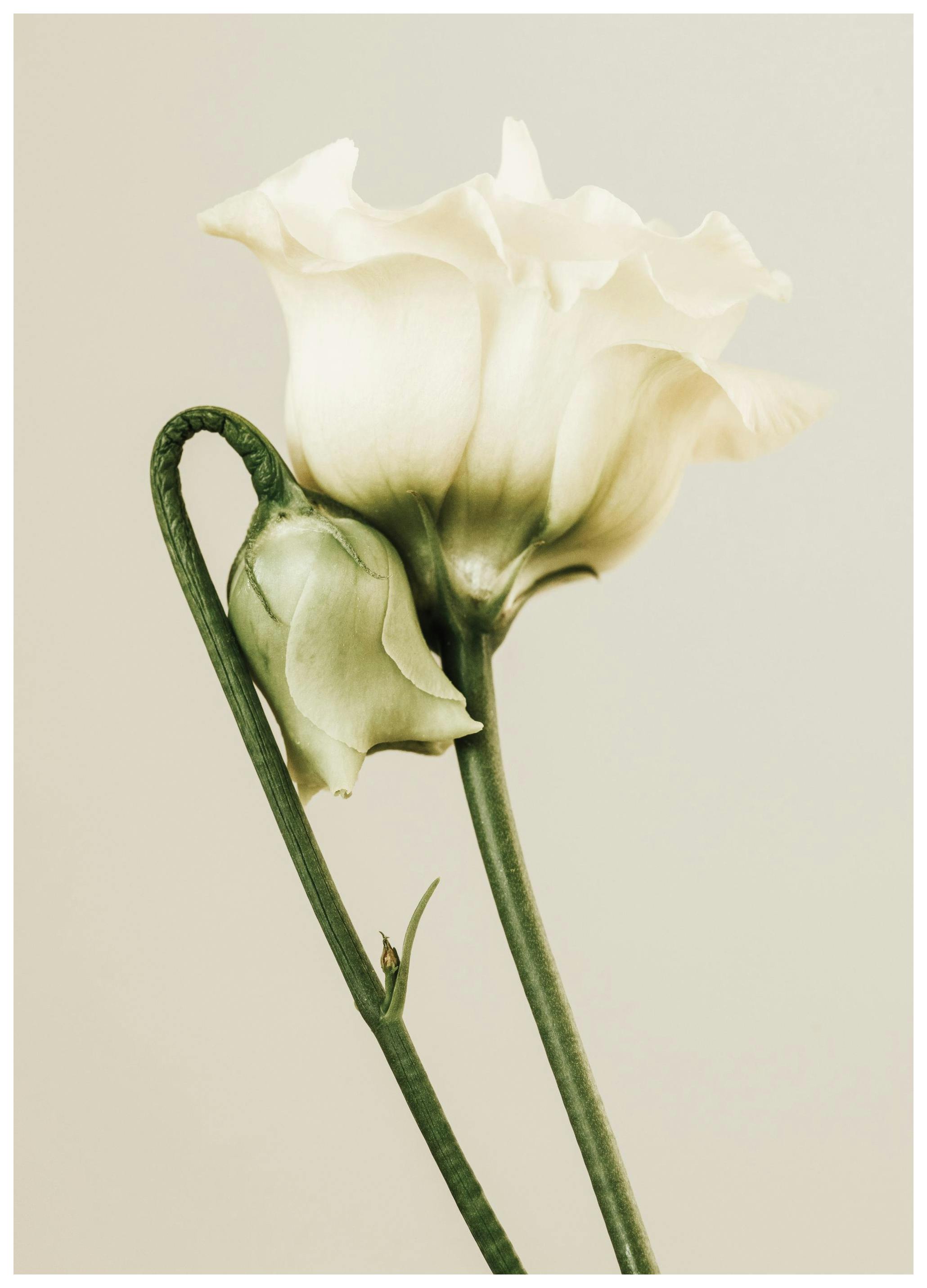 White Lisianthus Poster (30x40 cm) - Bloemen