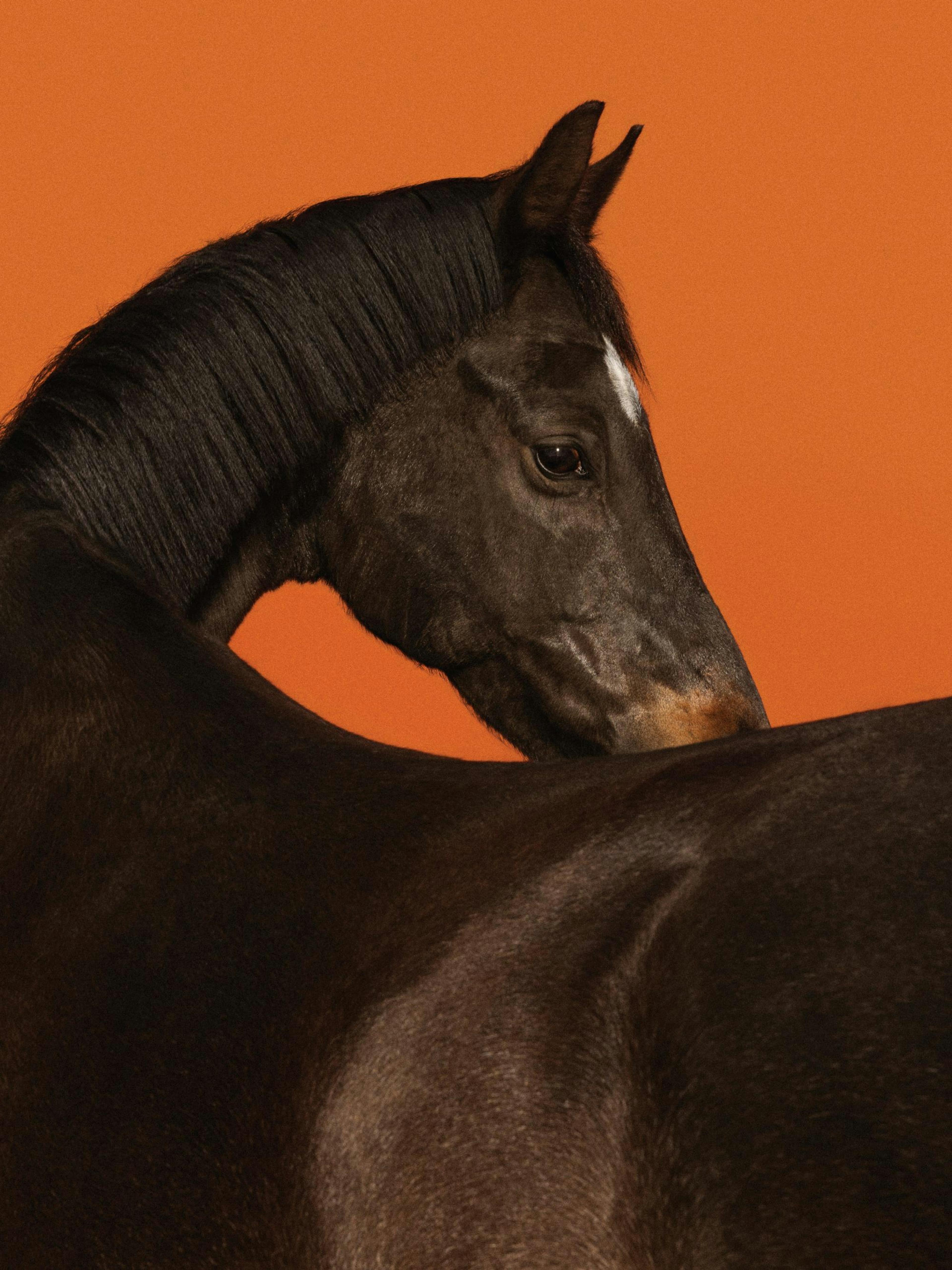 A striking print of a dark brown horse with a white blaze, looking back over its shoulder against an orange background.