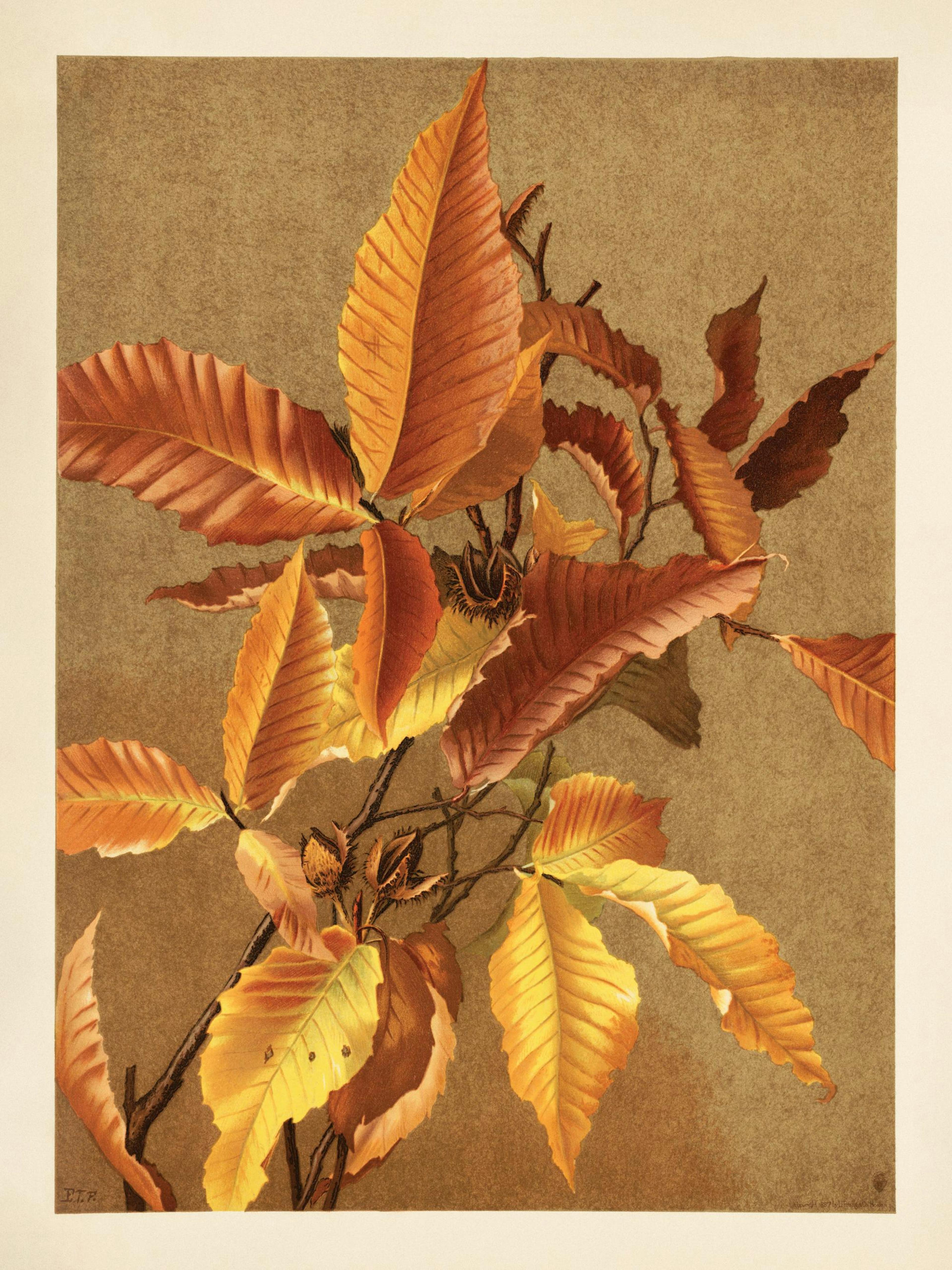 Affiche botanique dune branche de châtaignier avec des feuilles dautomne oranges et jaunes et des bogues.