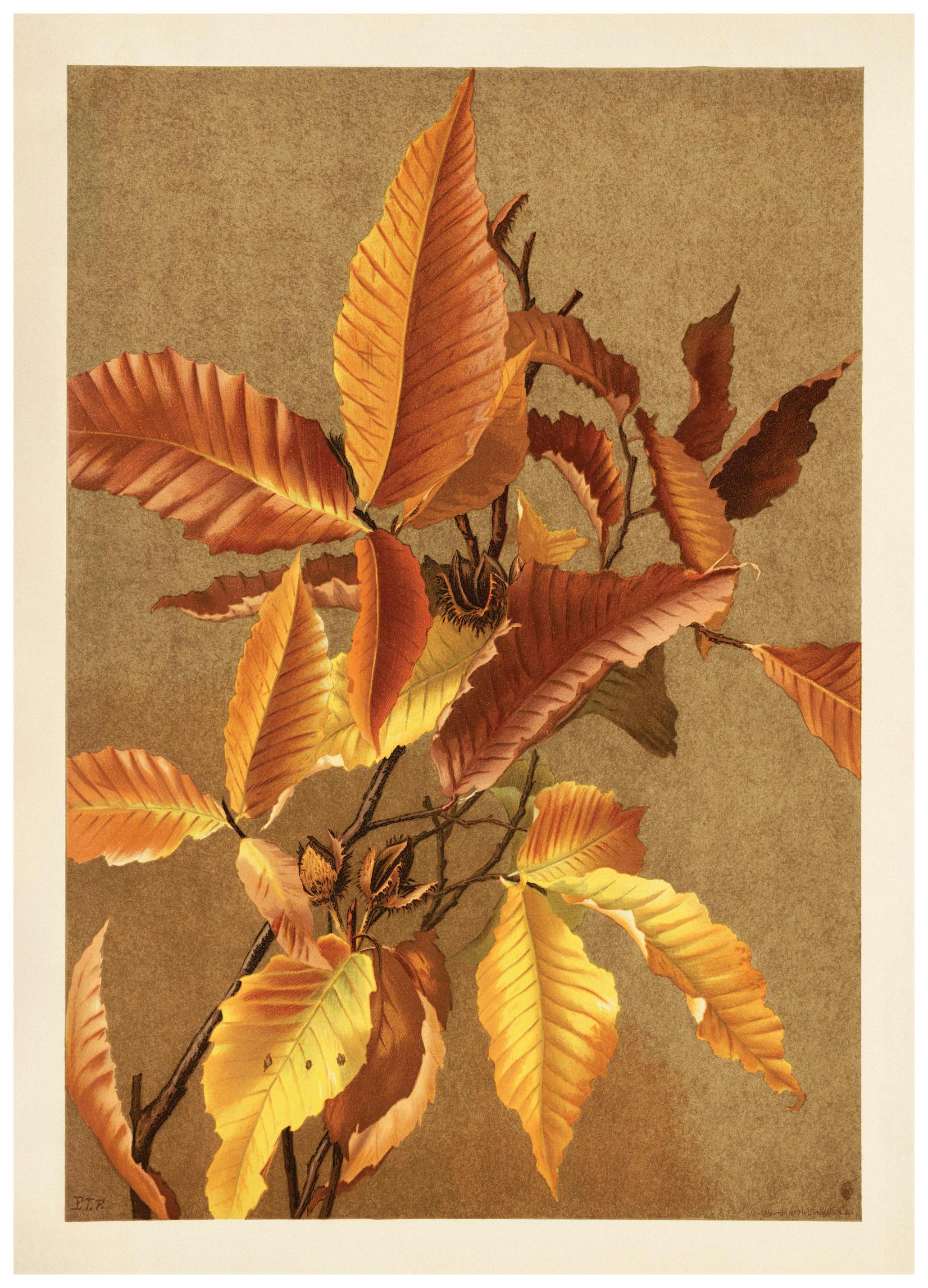 Autumn Branch Print (50x70 cm)