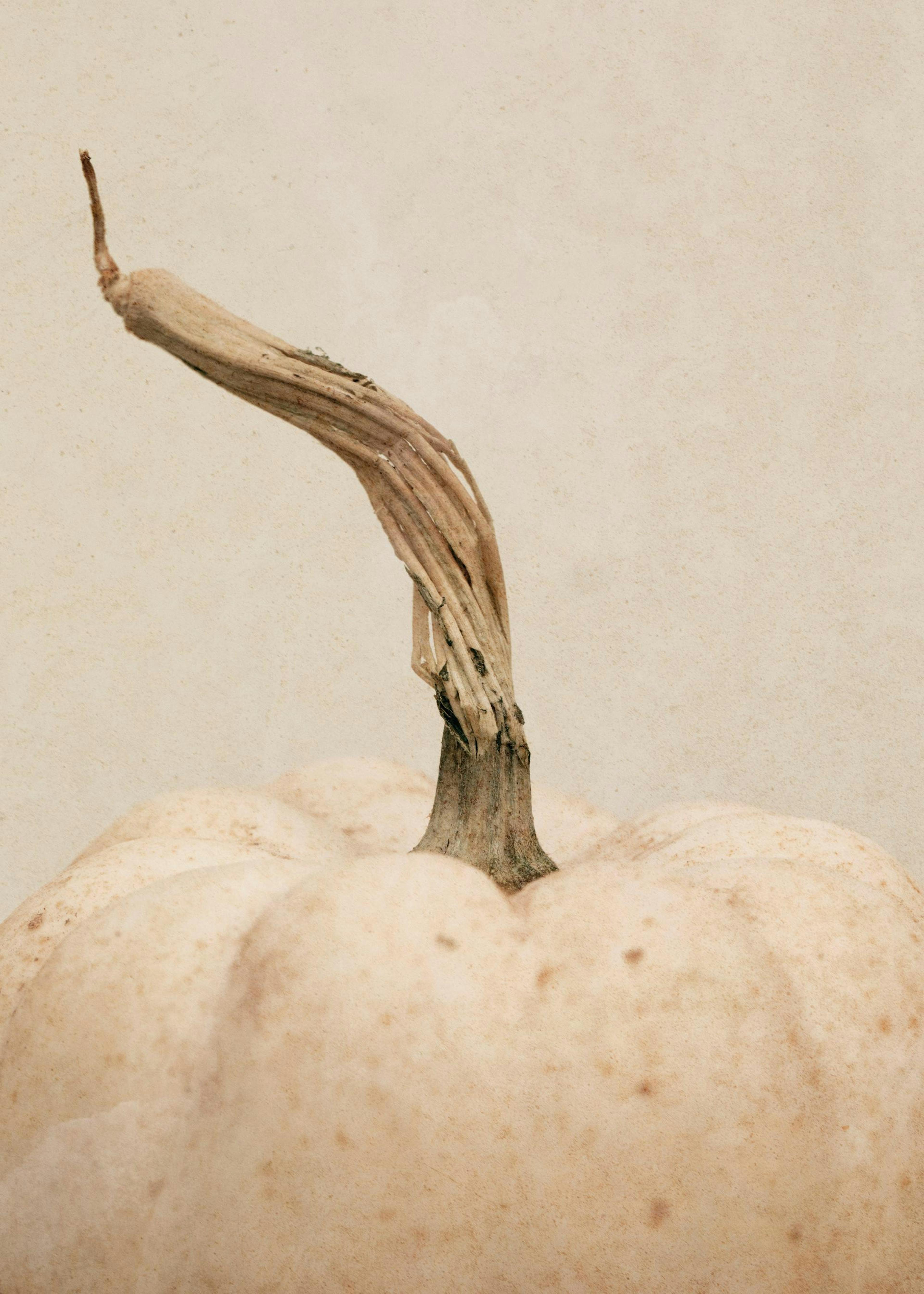 A minimalist print of a white pumpkin with a light brown stem, set against a cream-coloured background.