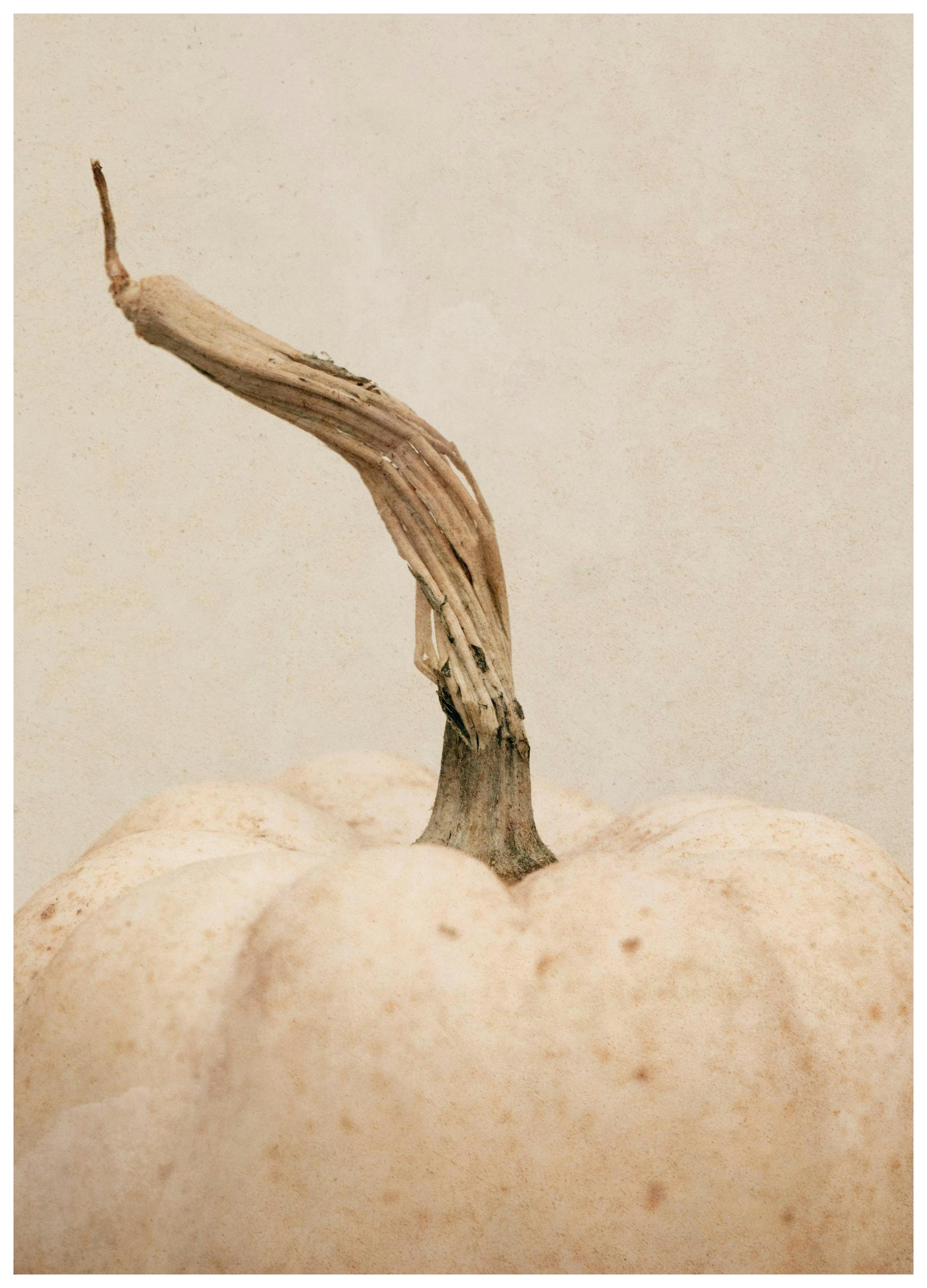 White Pumpkin Poster (30x40 cm)