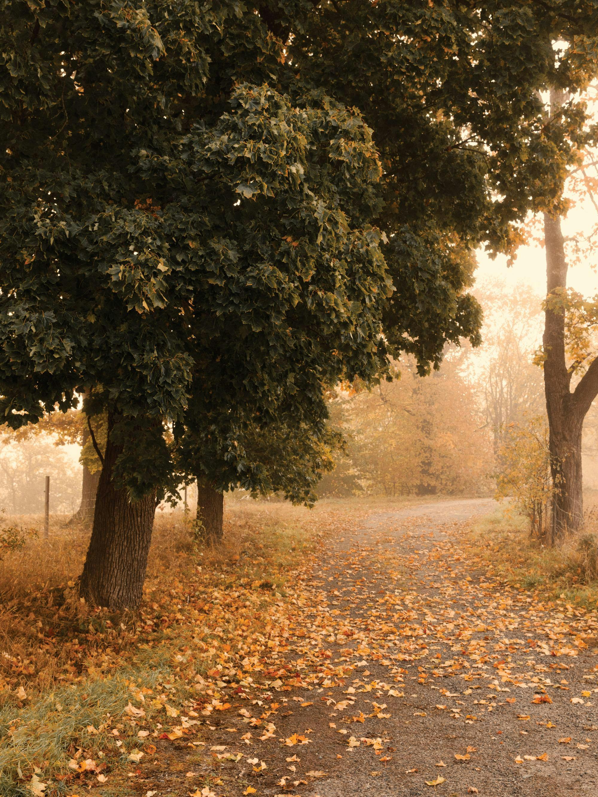 En poster av en grusväg täckt med orange höstlöv som leder in i en dimmig skog med stora träd.