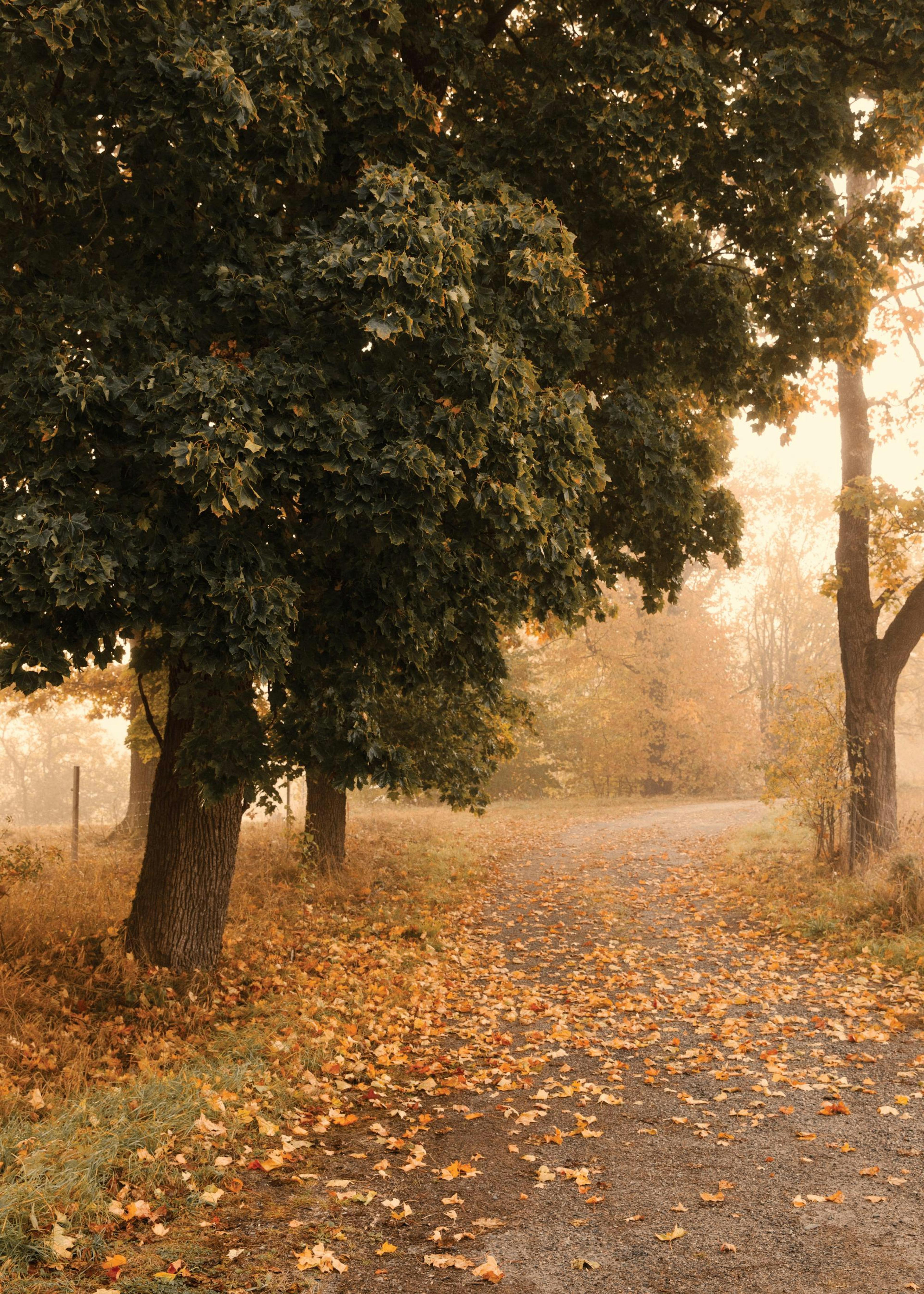 A nature print featuring a tree-lined path covered in fallen autumn leaves, with a misty background.