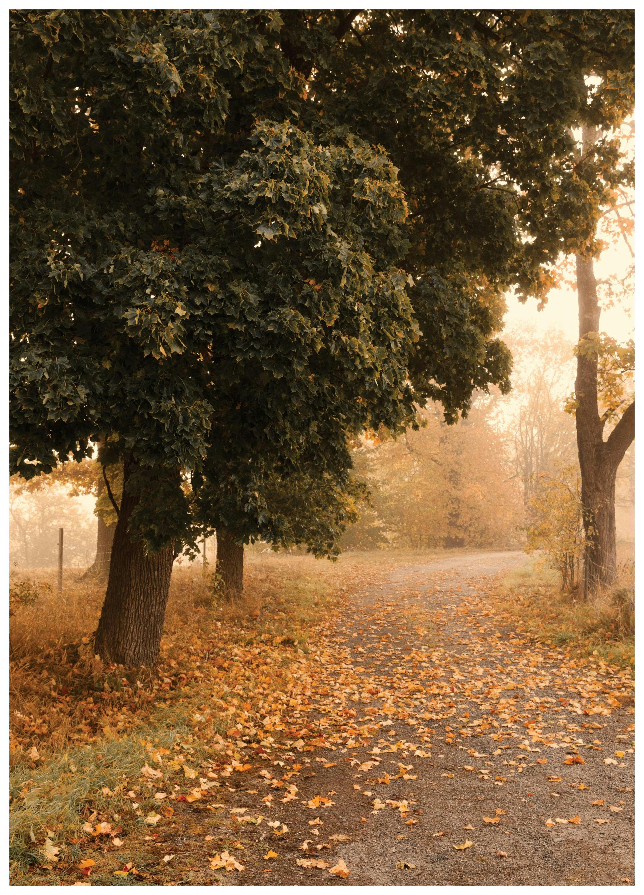 Autumn Stroll Poster (70x100 cm)- Natureza