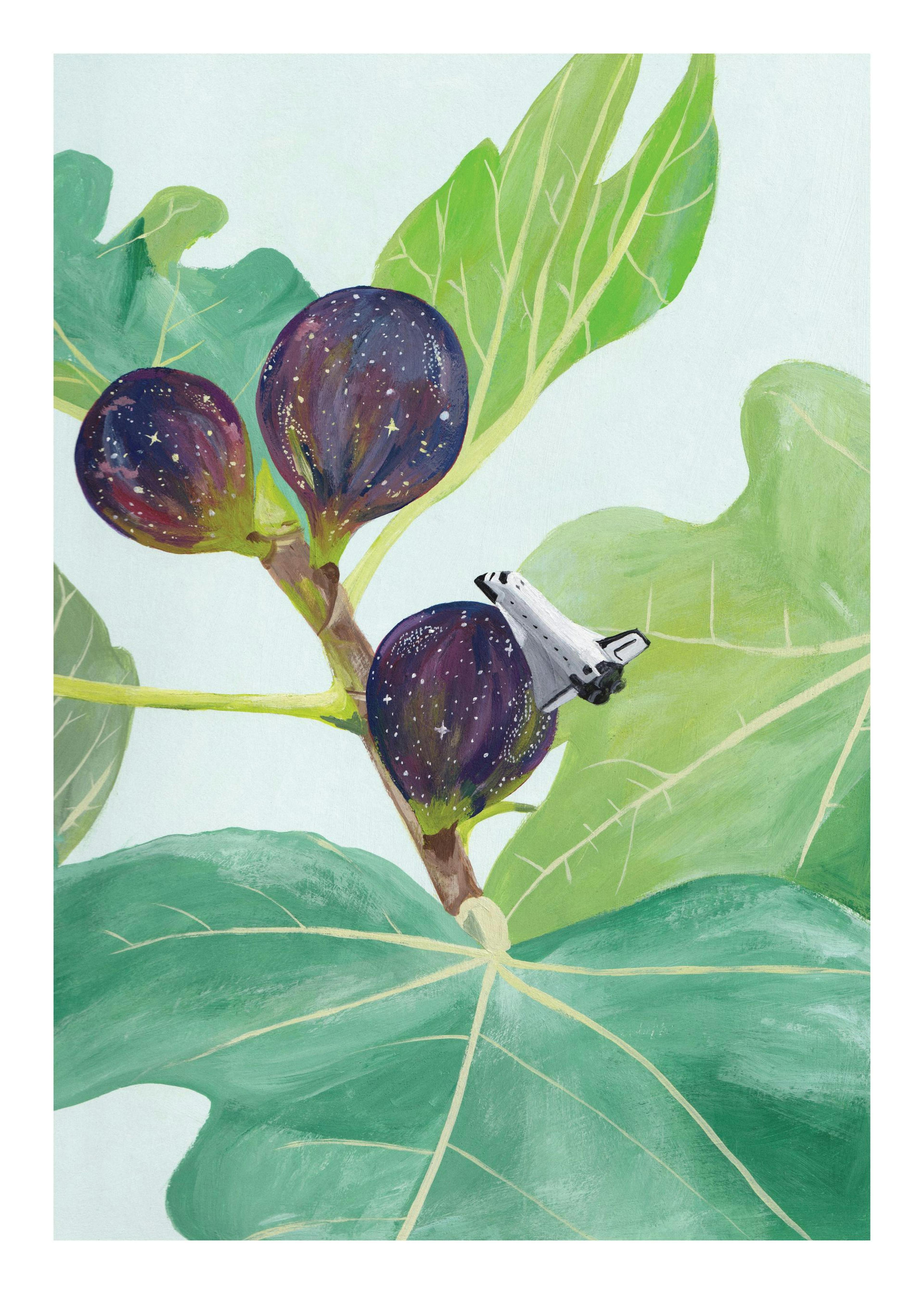 Jaron Su - Fig Galaxy Plakat 0