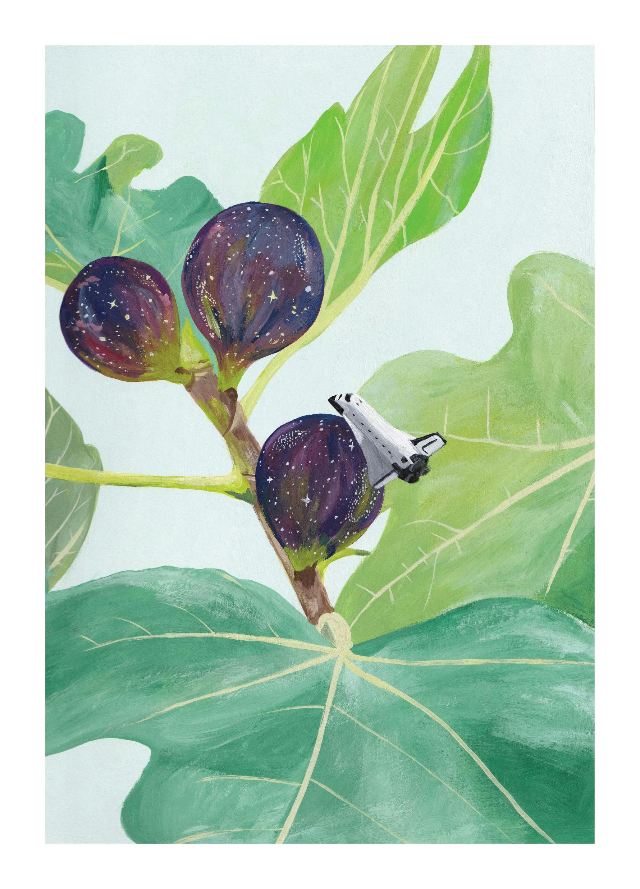 Jaron Su - Fig Galaxy Affiche (30x40 cm) - Jaron Su