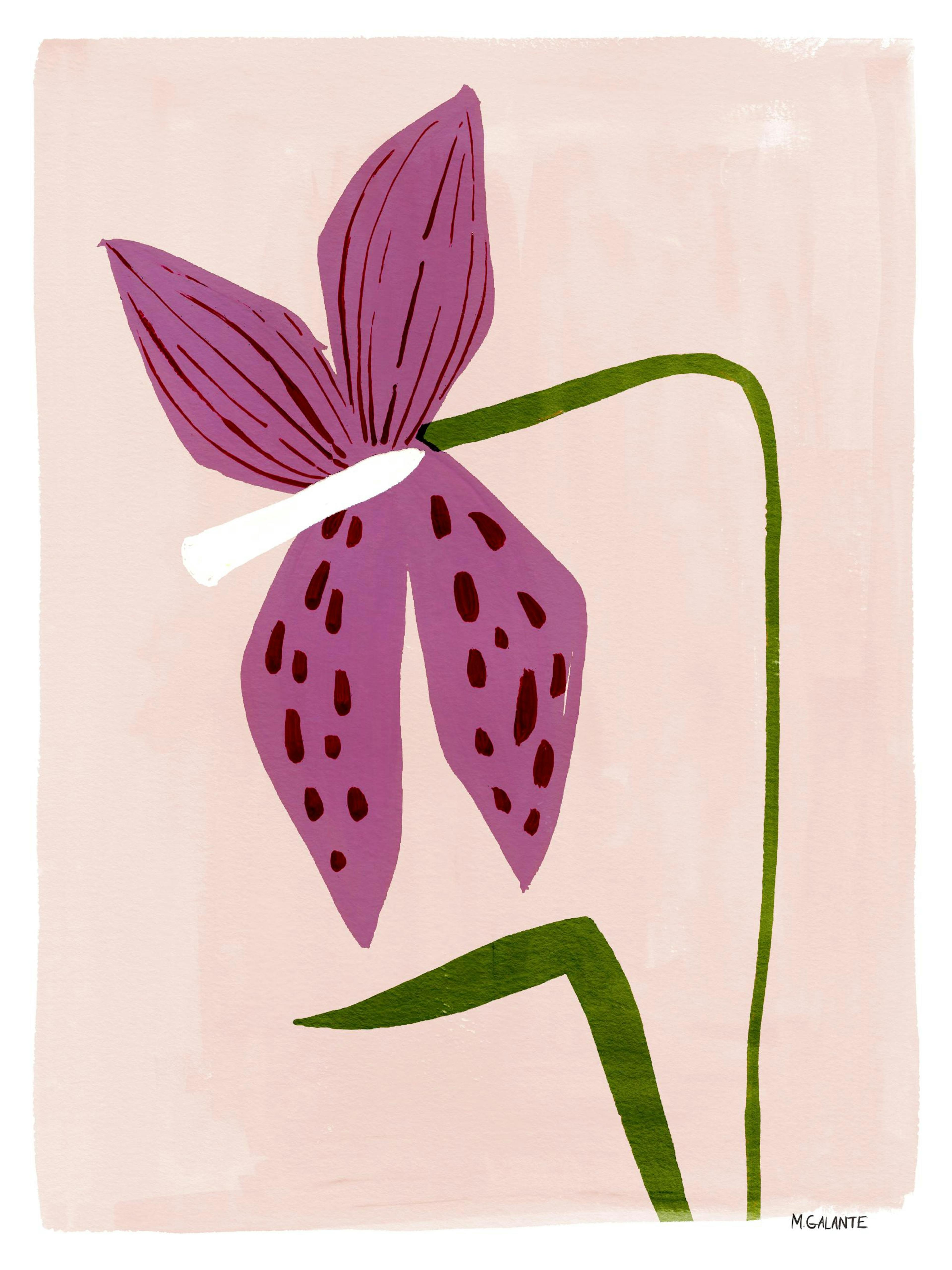 Lilla blomst med grønn stilk og hvit pollenbærer på en lys rosa bakgrunn. Moderne blomsterkunst.