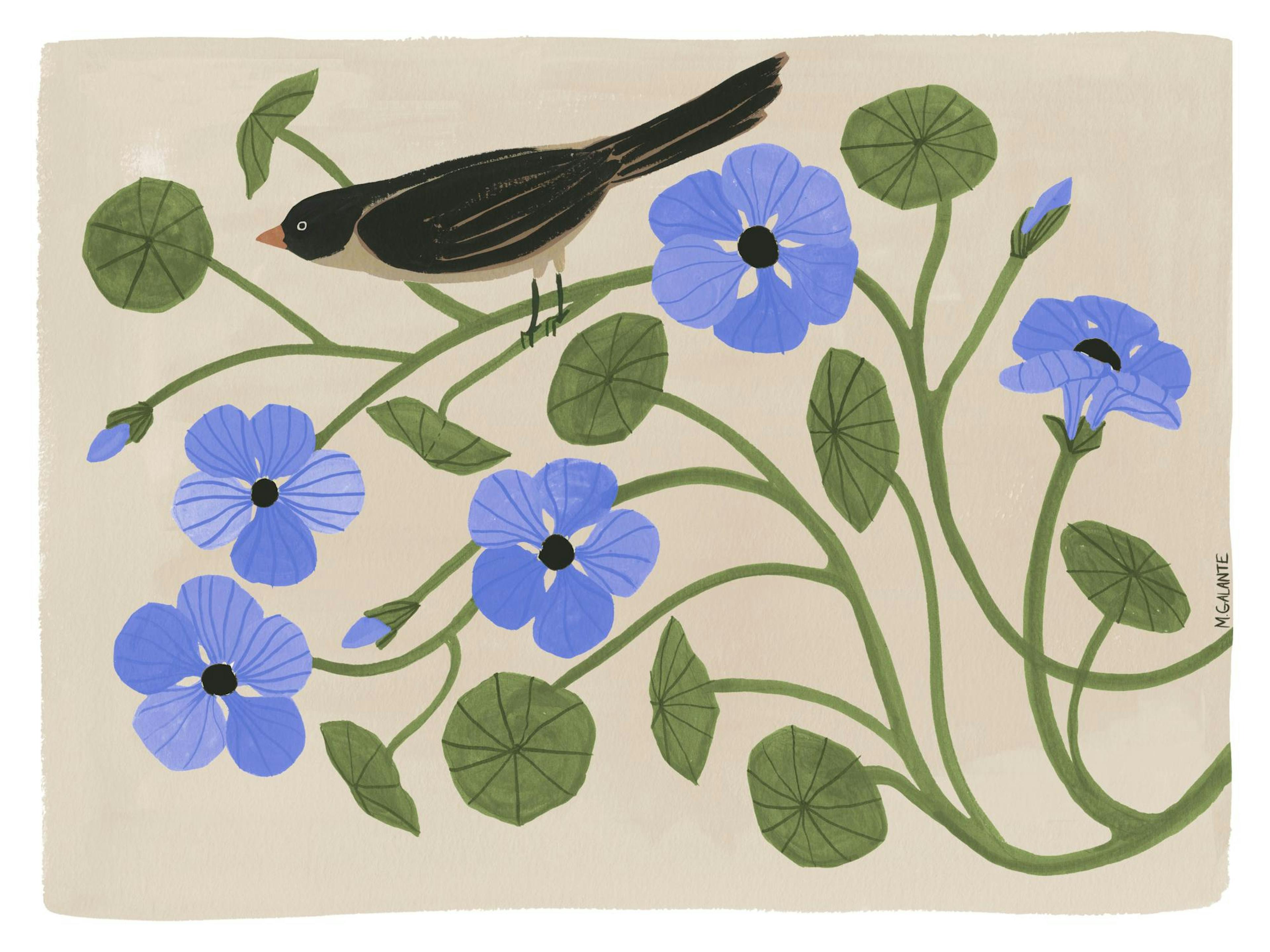 Megan Galante - Garden Pansey Poster 0