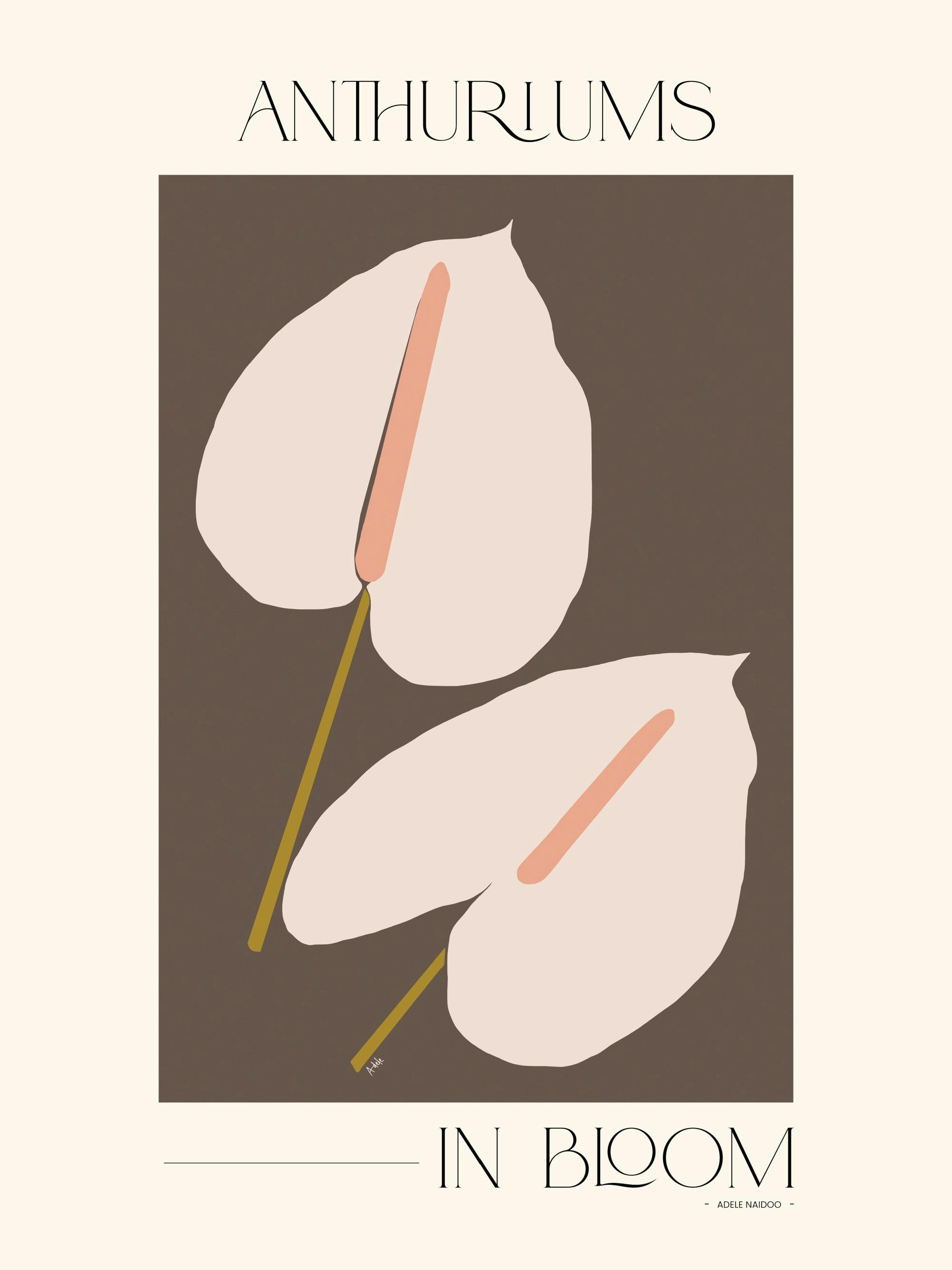 Affiche Adele Naidoo, illustration florale stylisée danthuriums rose pâle sur fond marron, typographie Anthuriums In Bloom