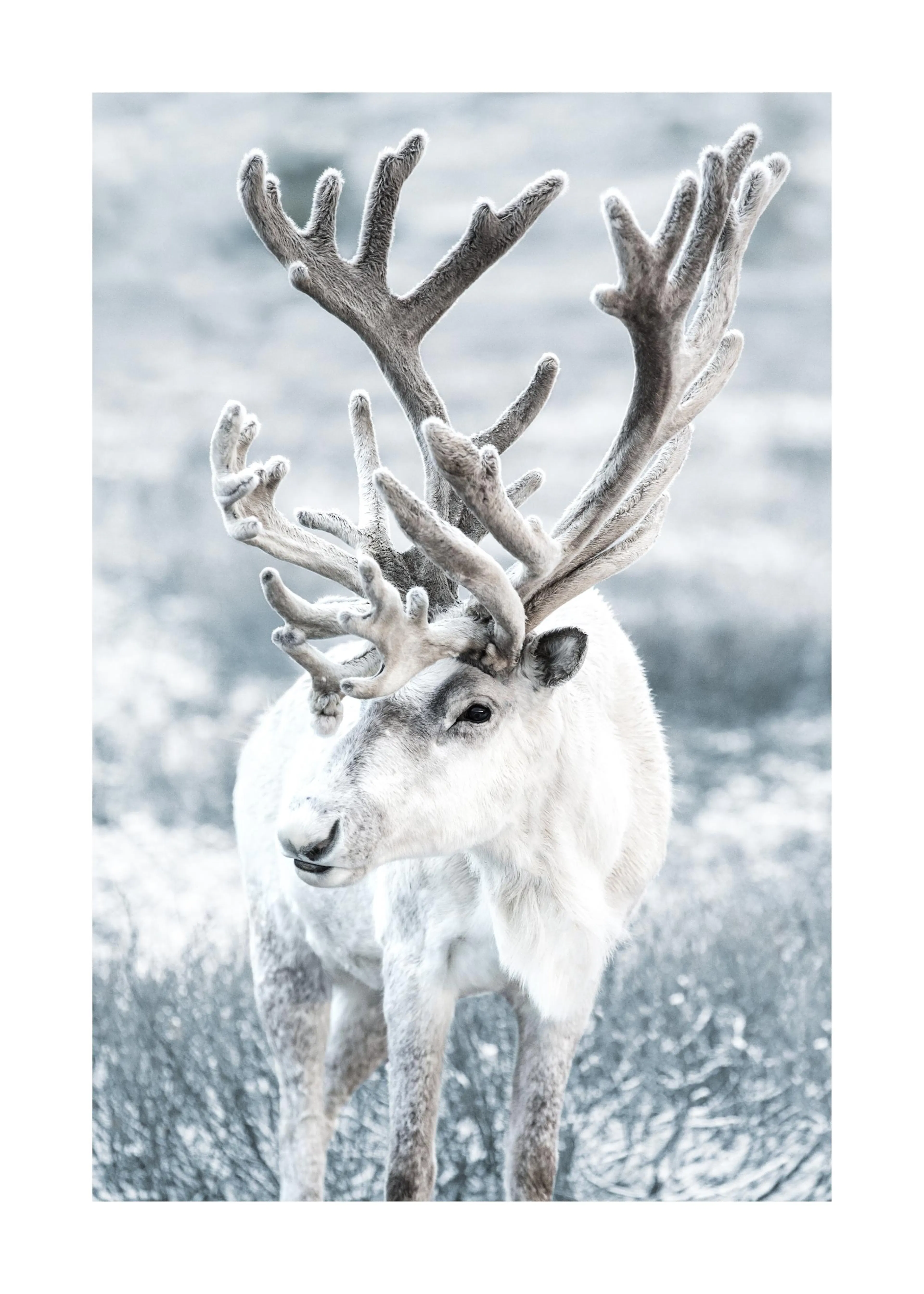 Winter Reindeer Print 0