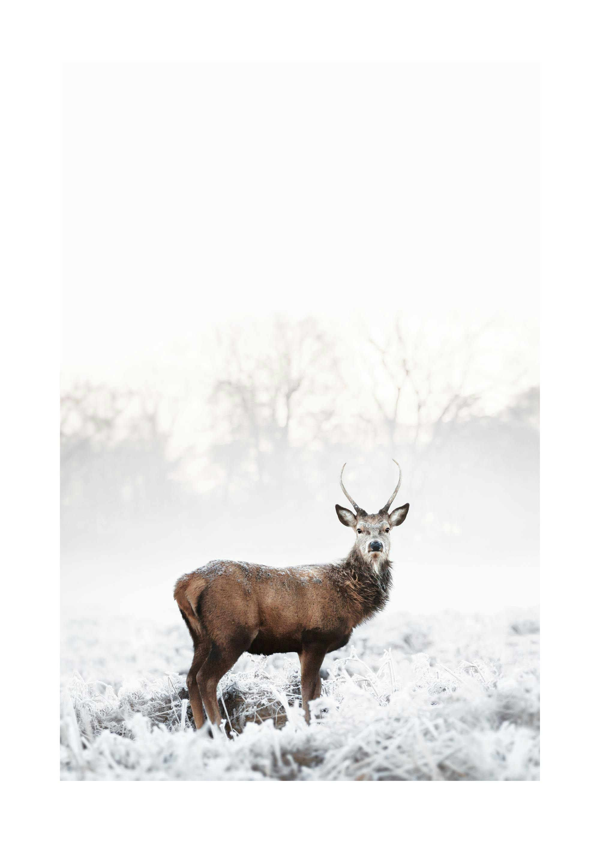 Winterliches Rothirsch-Poster mit Hirsch im Raureif-Feld, frostige Bäume im Hintergrund, Tierposter für Weihnachten.