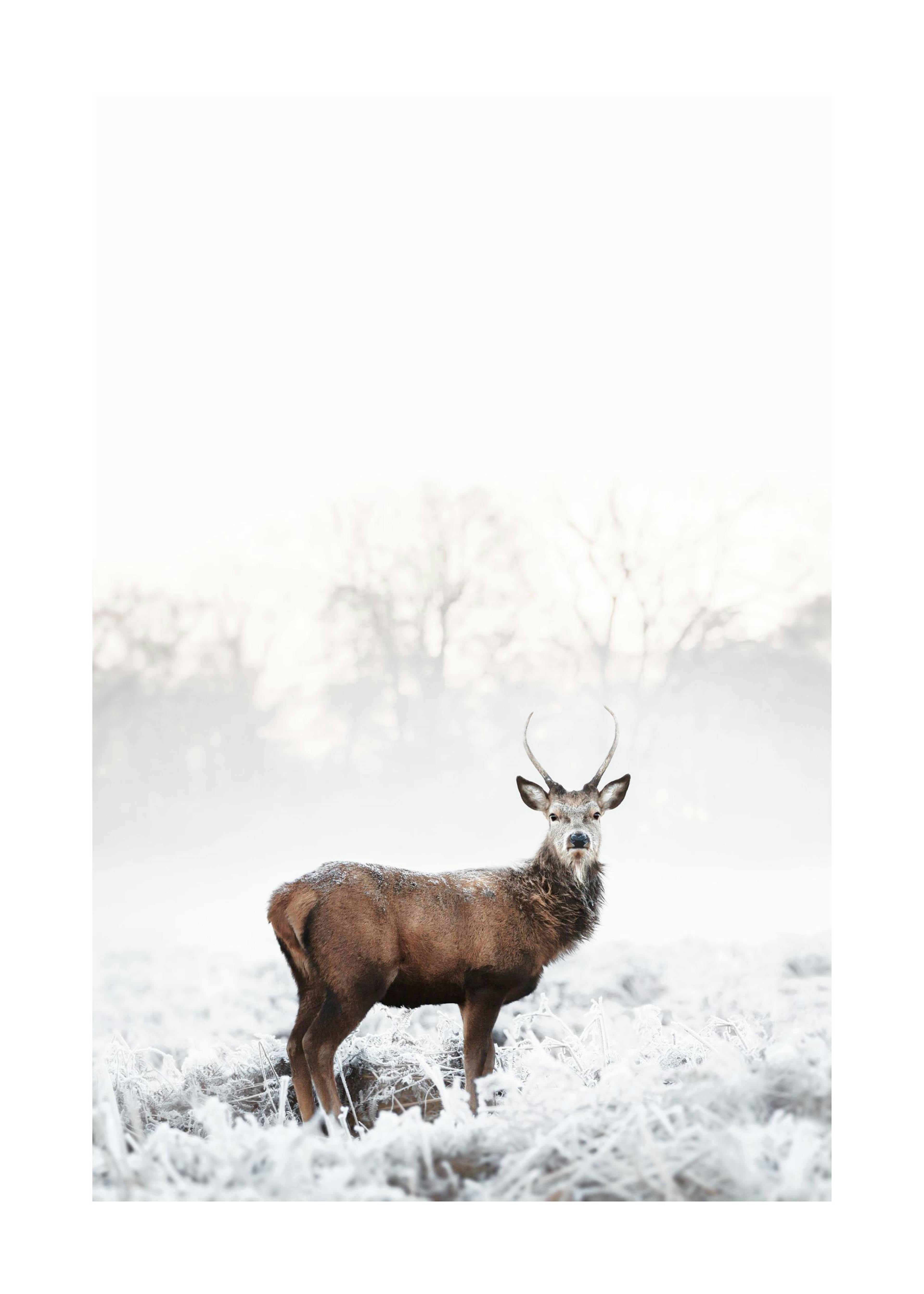 Affiche dun cerf au pelage givré dans un paysage hivernal enneigé.