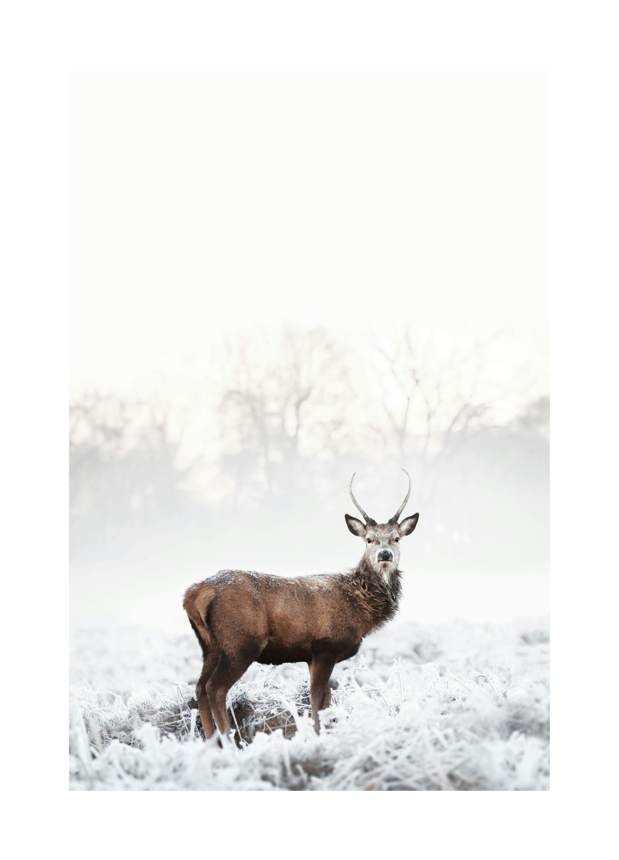 Frosty Red Deer Poster (50x70 cm) - Winterposters
