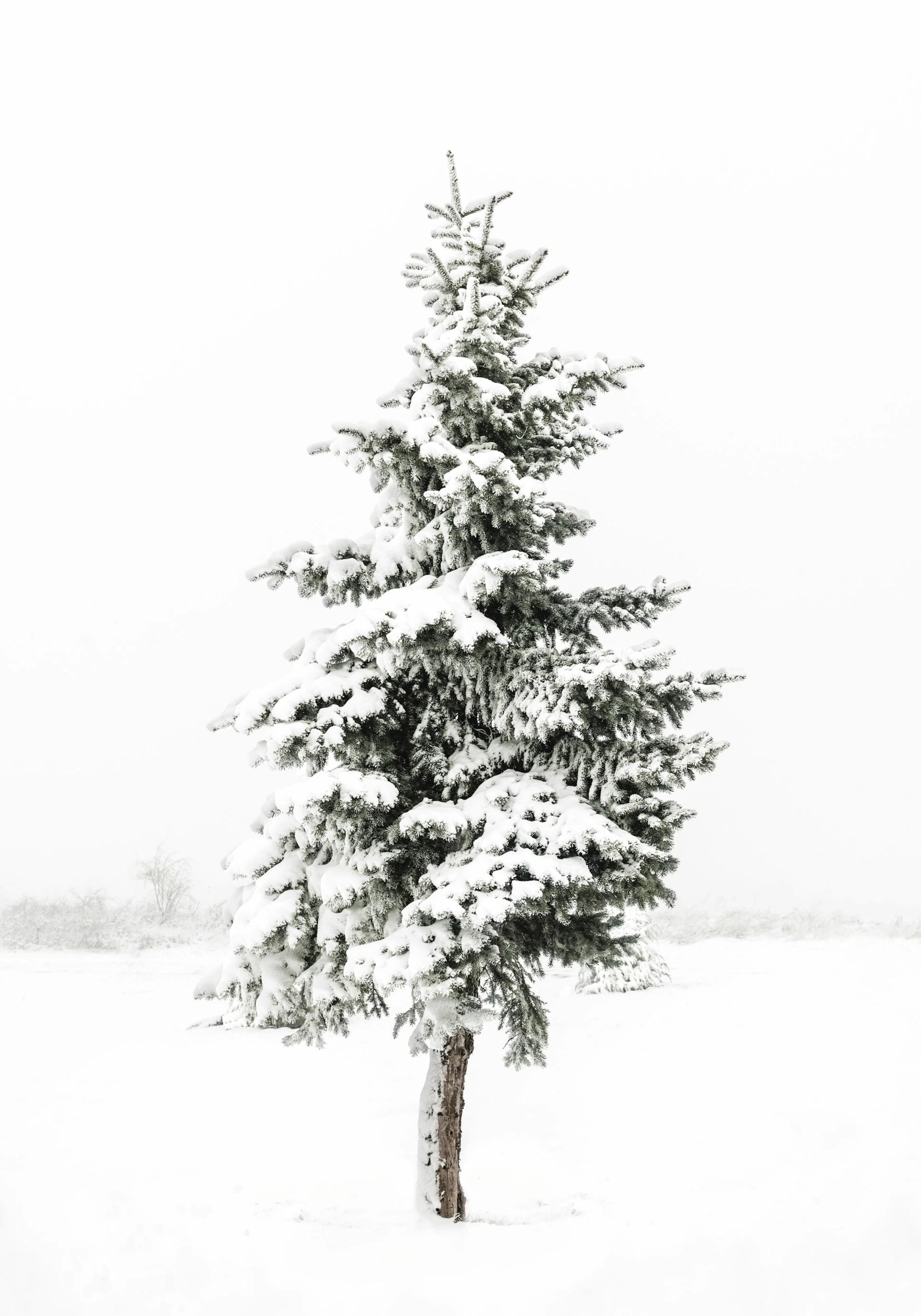 Winterfoto eines einzelnen, schneebedeckten Nadelbaums auf weissem Hintergrund, winterliche Landschaft.