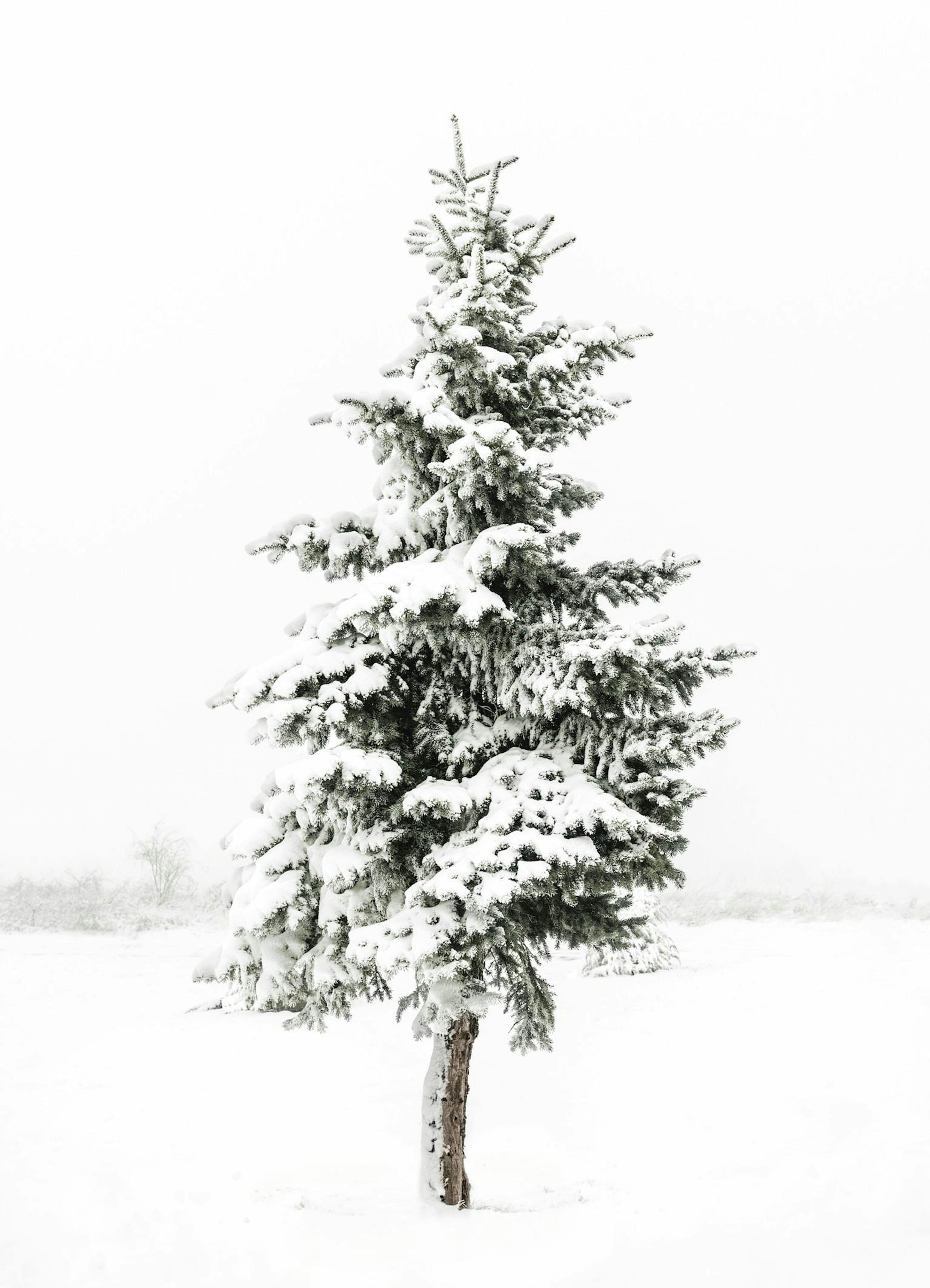 Fotografi av en snødekket gran mot en hvit bakgrunn, som fremkaller en rolig vinterstemning.