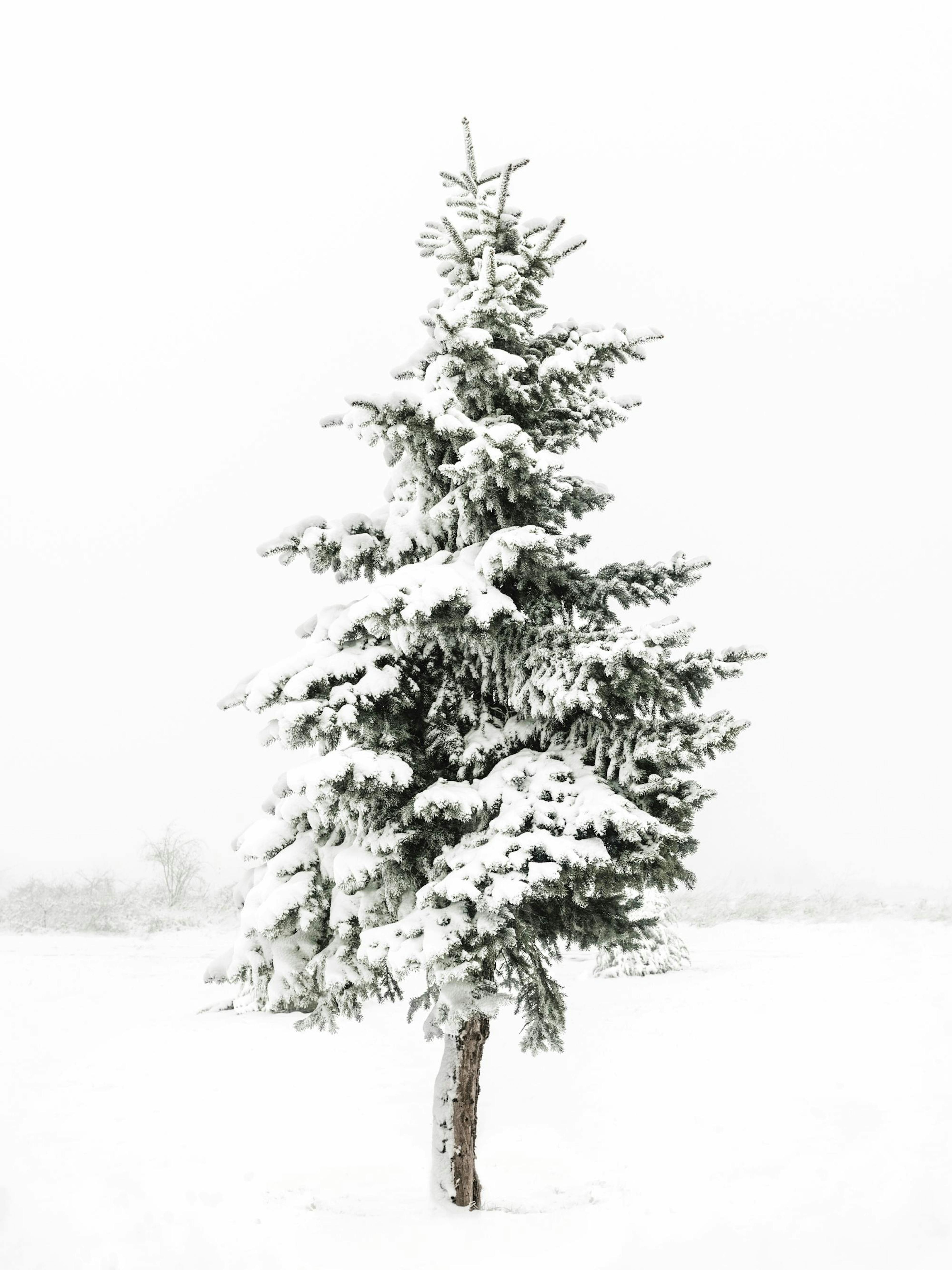 Grüne Tanne bedeckt mit weißem Schnee auf weißem Hintergrund, Winterlandschaft, Naturfotografie