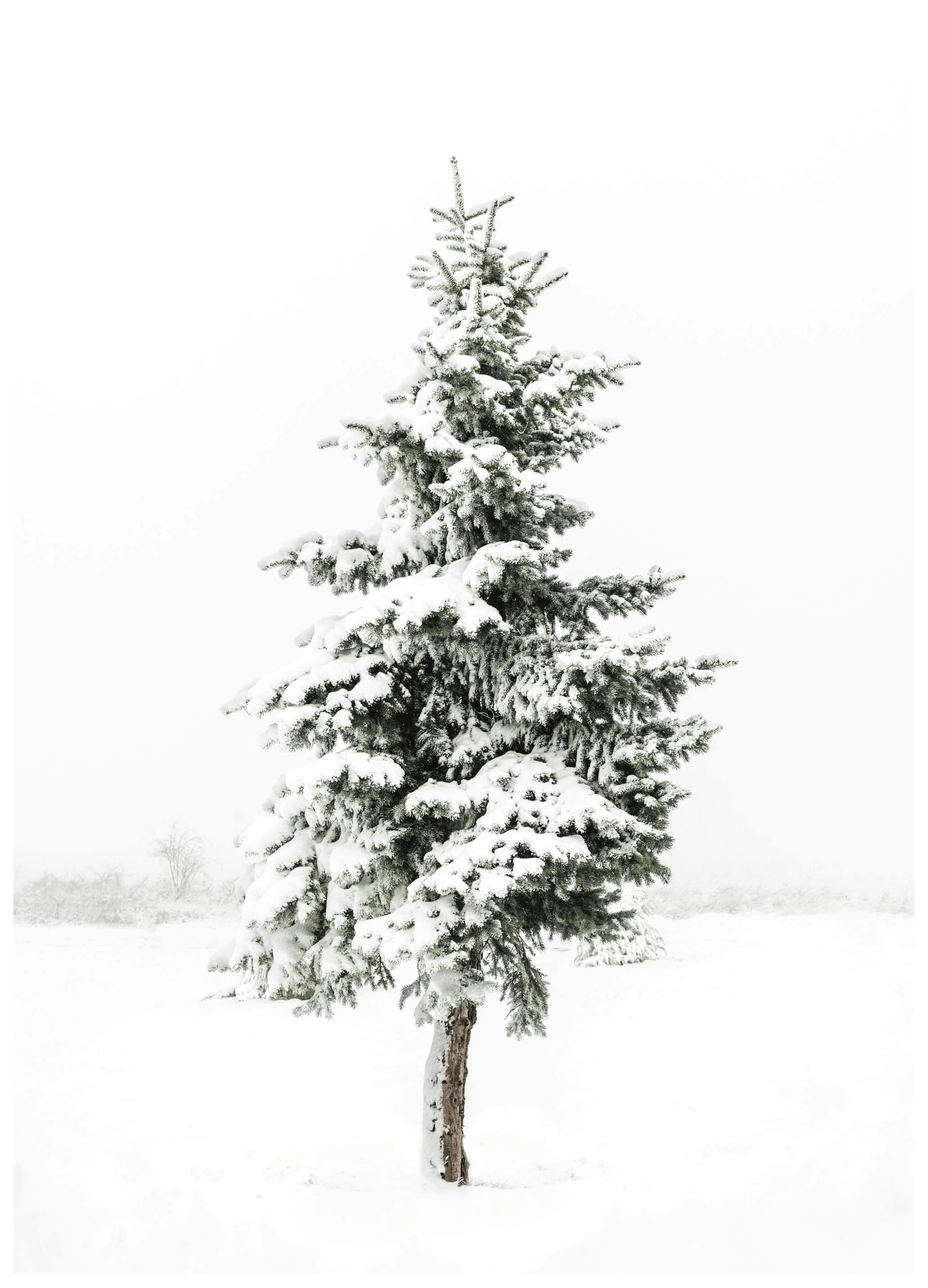 Snowy Spruce Poster (21x30 cm) - Winterposters