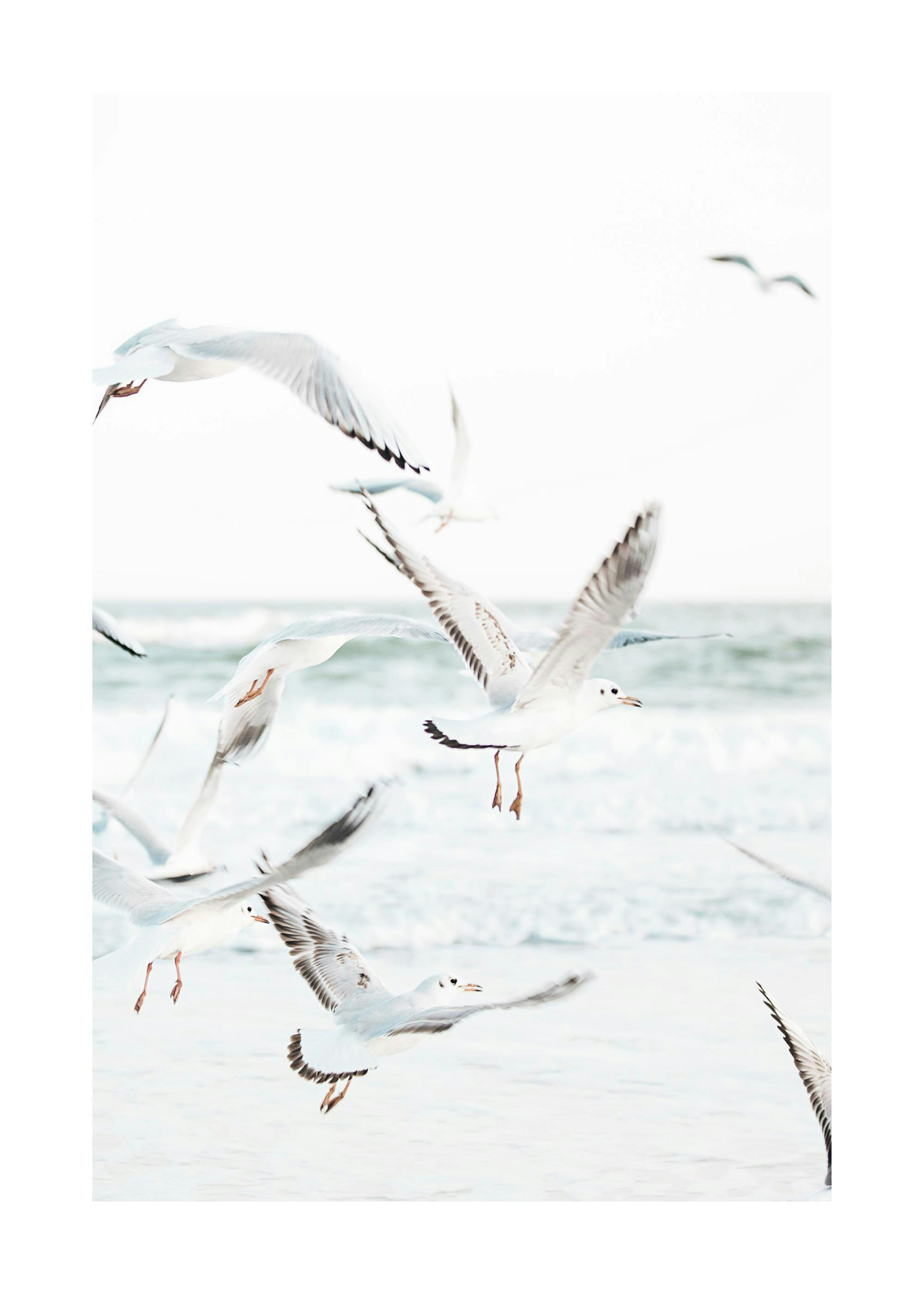 Affiche de mouettes blanches en plein vol au-dessus dune plage avec la mer en arrière-plan