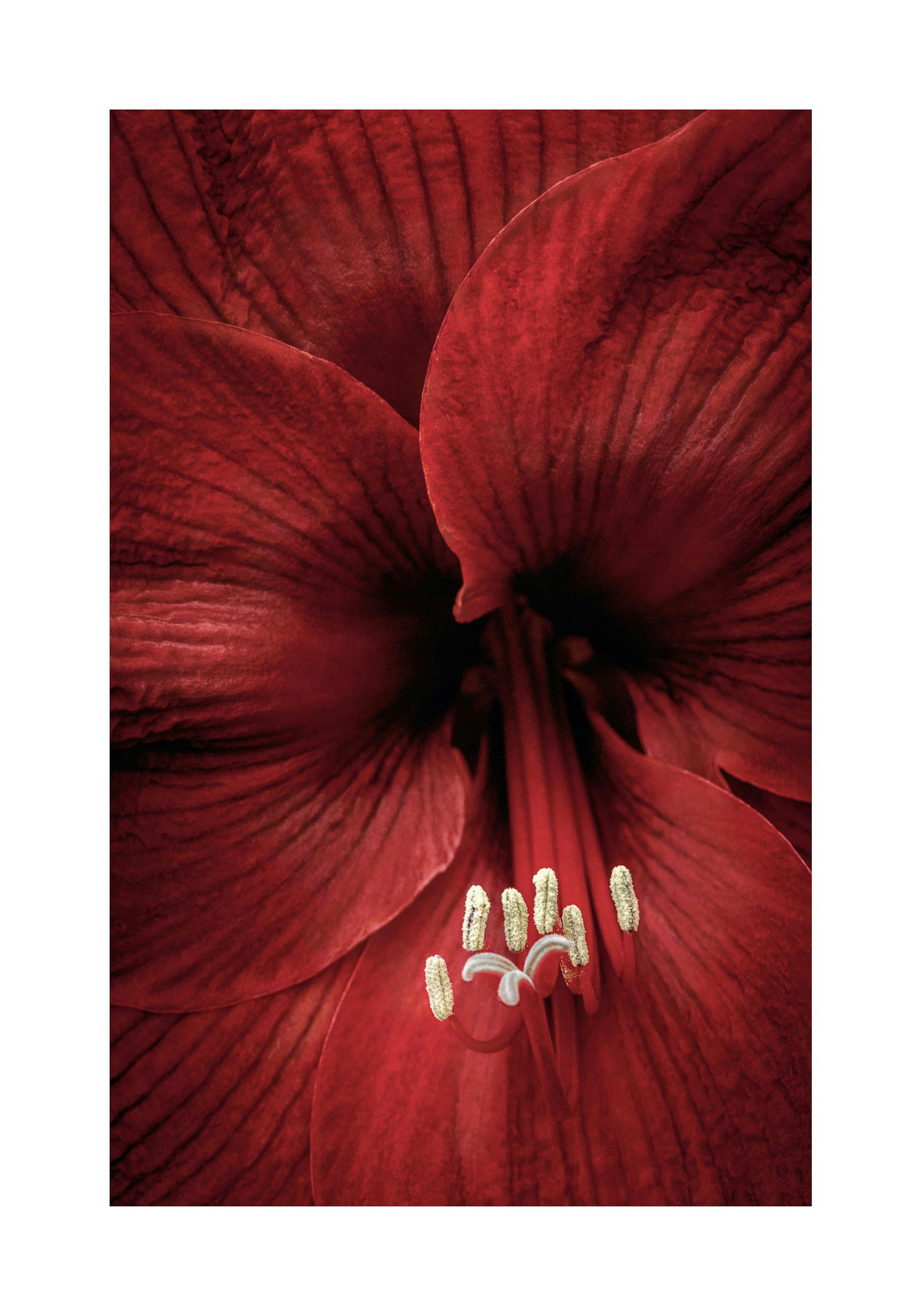 Nahaufnahme einer roten Amaryllis Blume mit feinen Blütenblättern und goldenen Staubgefäßen, ideal für Poster