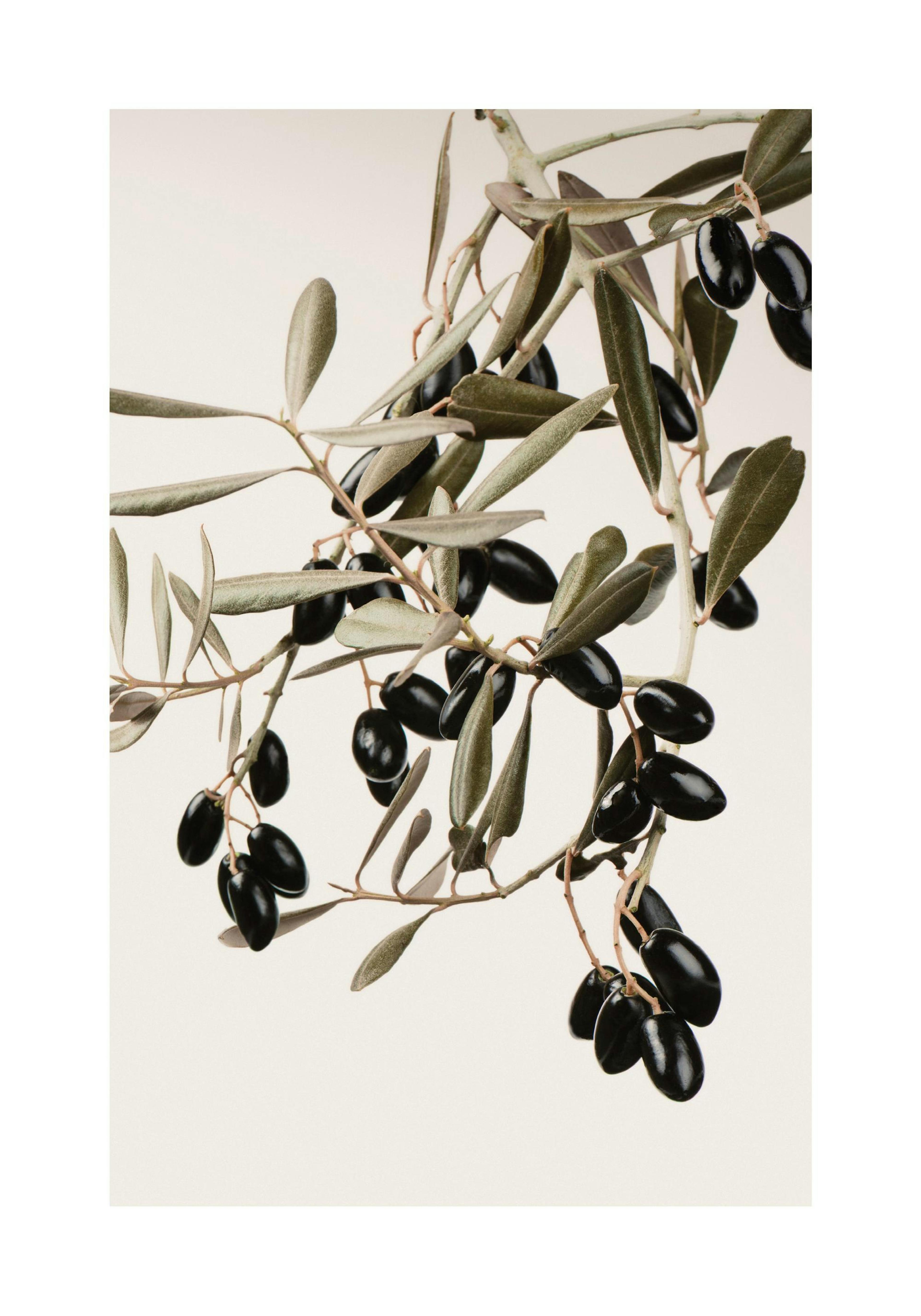 Póster de ramo de oliveira com azeitonas pretas e folhas verdes num fundo bege, estilo fotografia