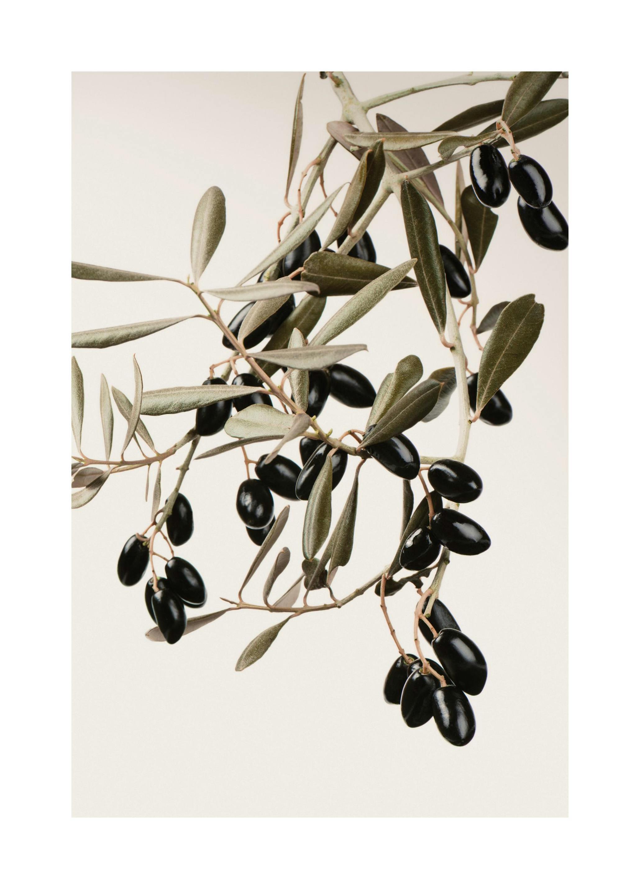 Olive Branch Affiche (50x70 cm)