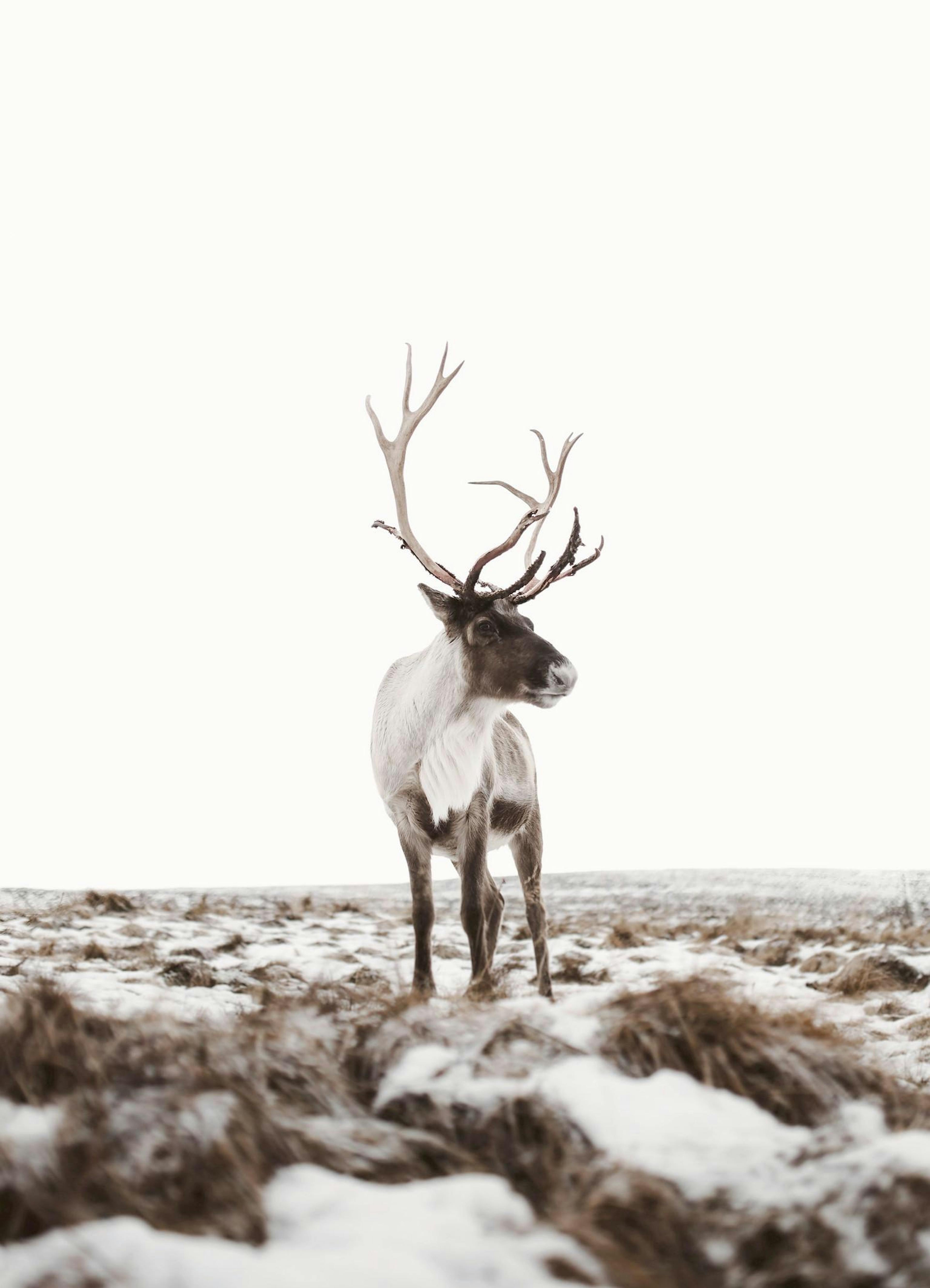 Renna in un paesaggio invernale innevato, poster animale, stampa natalizia.
